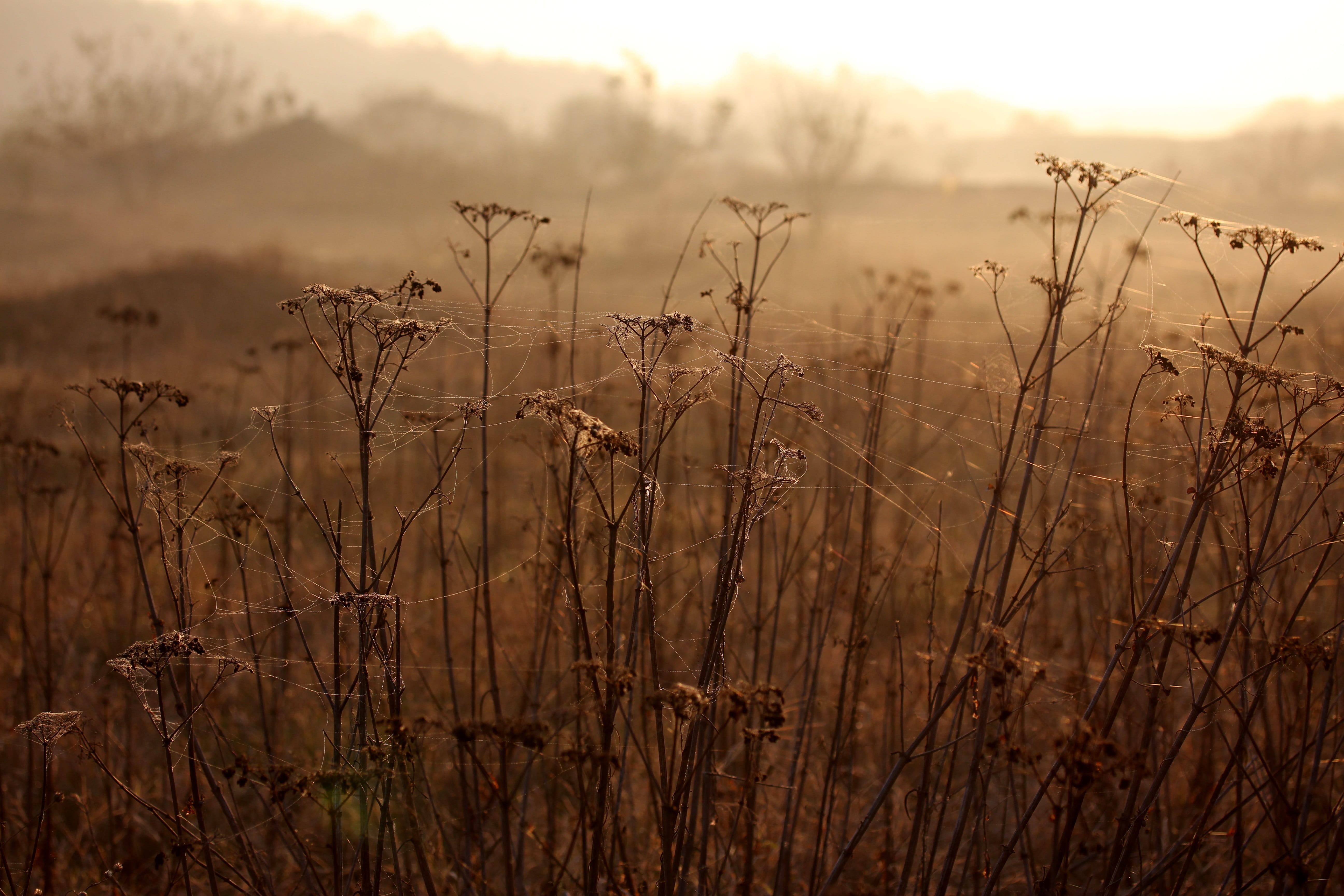 outdoors, environment, brown, tranquil scene, landscape, the haze, close-up, 5K, scenics - nature, plant, autumn, tranquility, beauty in nature, sky, cobwebs, HD Wallpaper