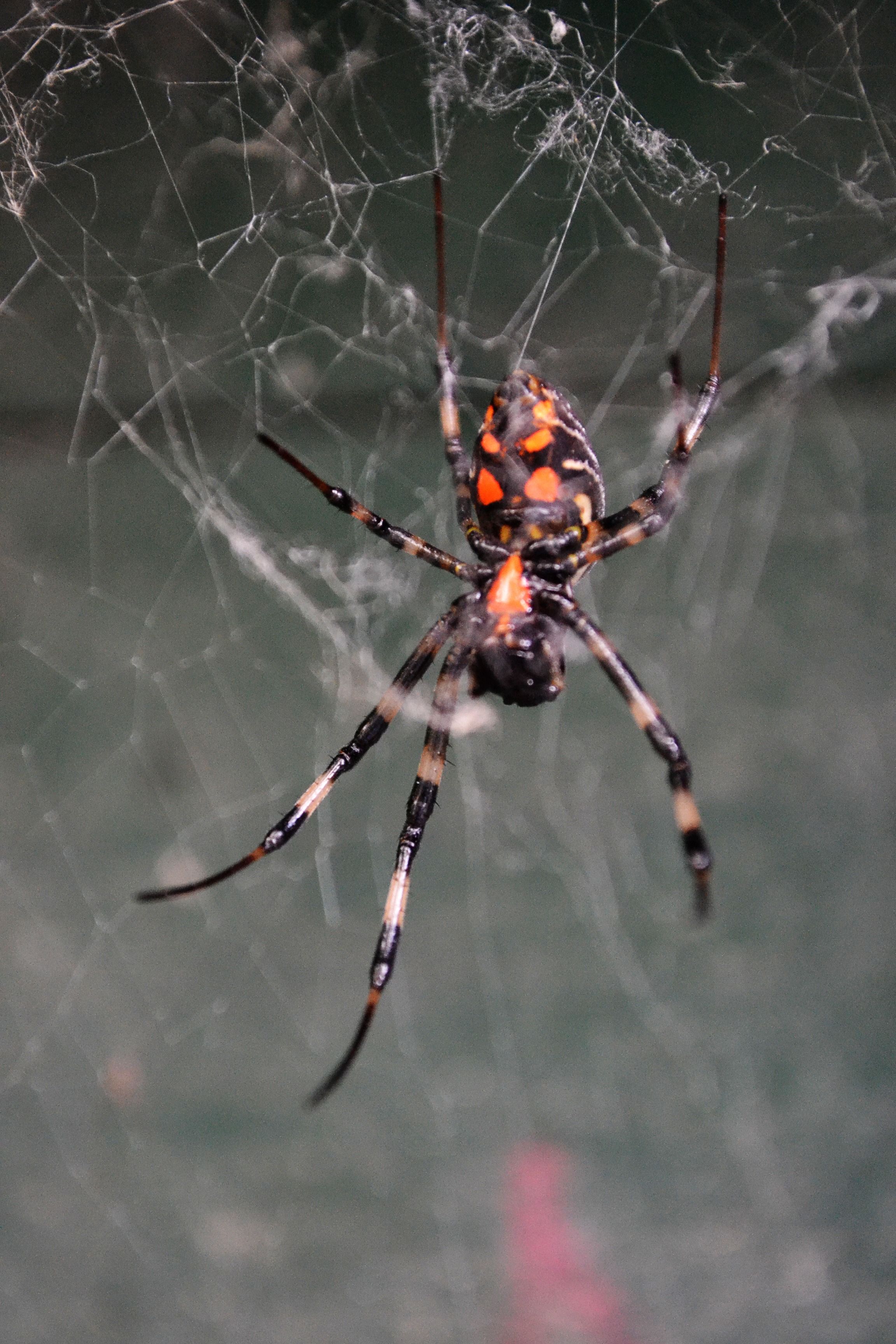 close-up, danger, tiger spider, creature, fragility, poisonous, animal themes, no people, arthropod, day, one animal, arachnid, animals in the wild, web, Phone HD Wallpaper