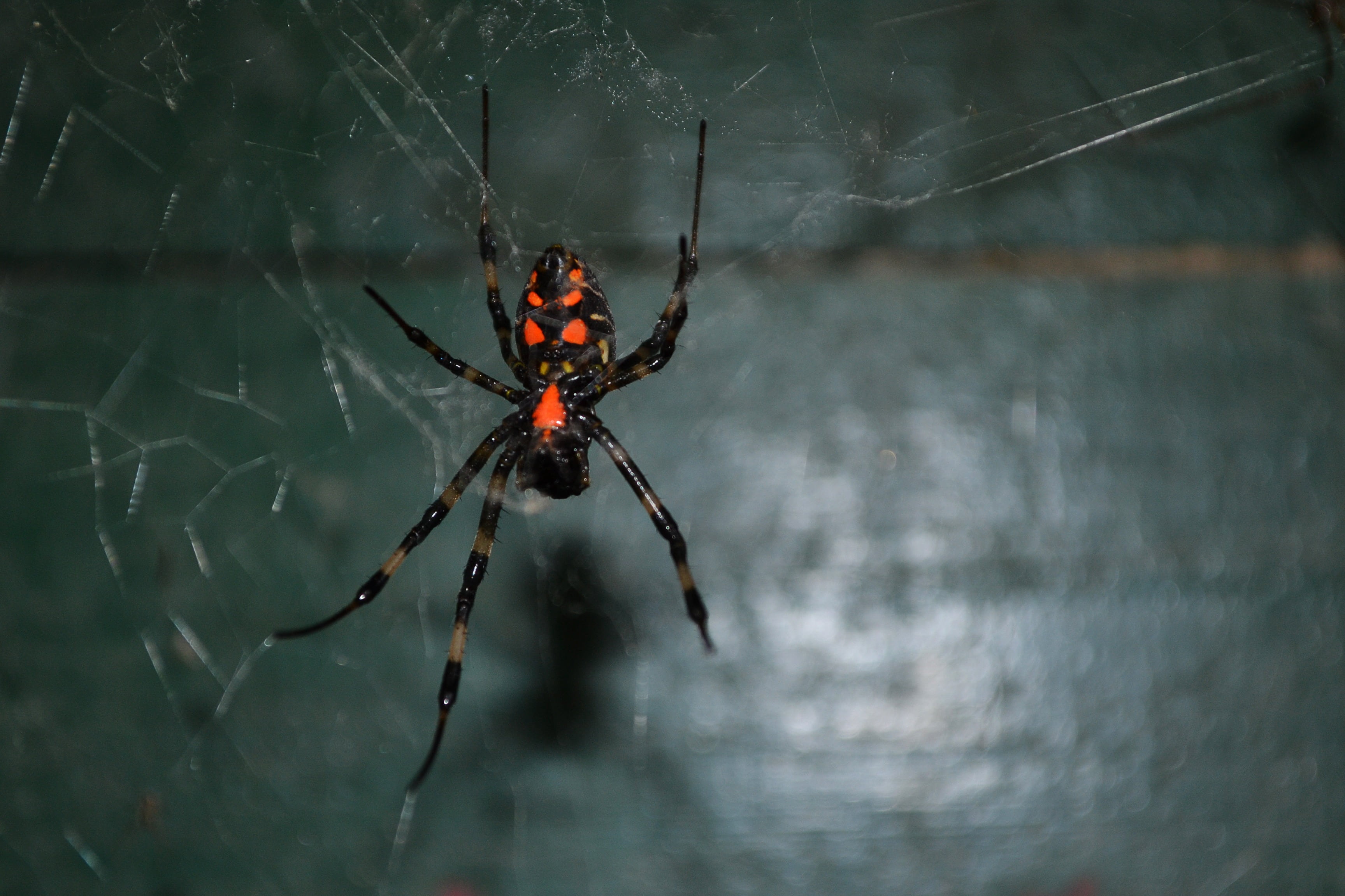 insect, wild, focus on foreground, mawanella, poisonous, web, outdoors, animal body part, animal leg, danger, invertebrate, sri lanka, animal, fragility, HD Wallpaper