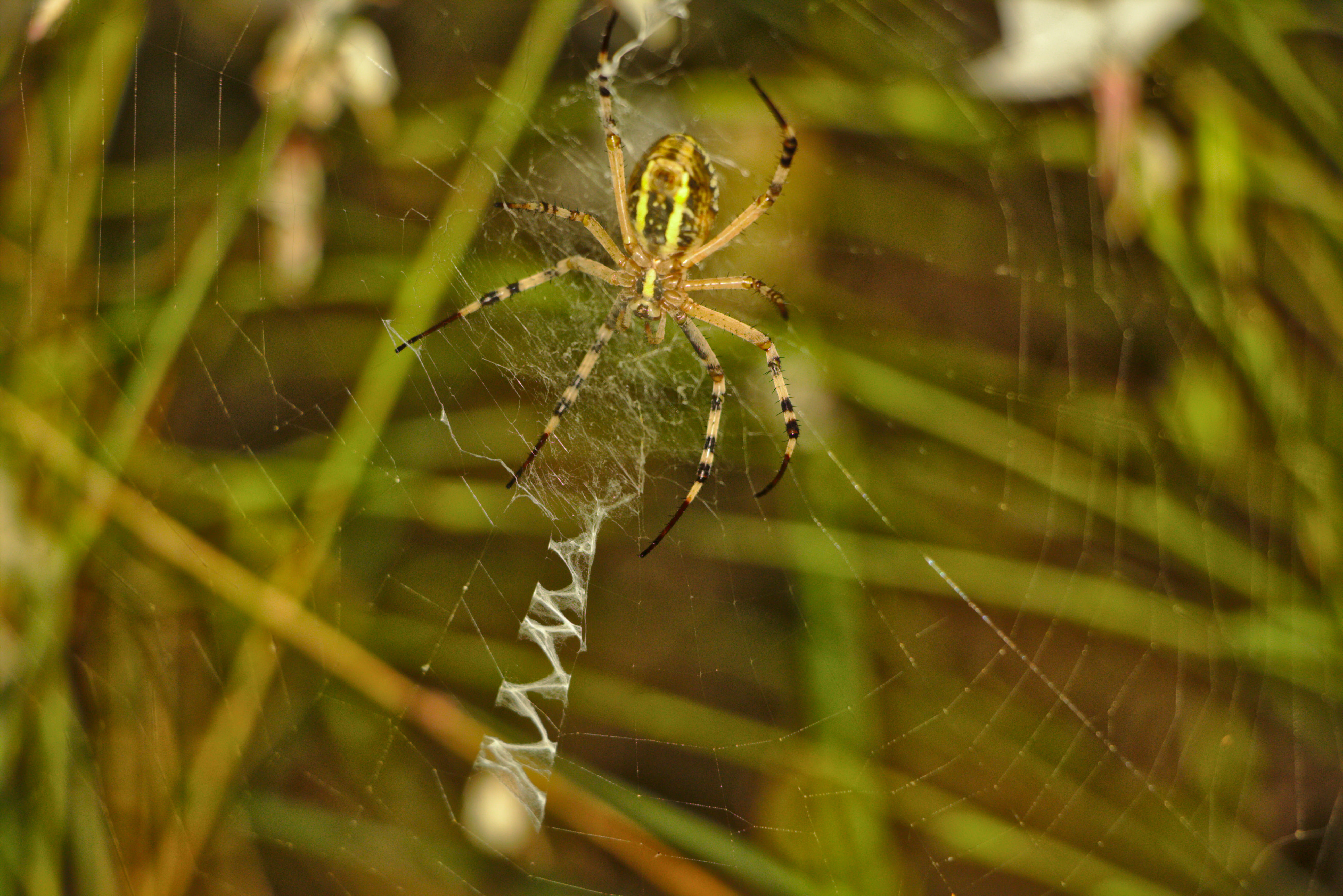 animal, spider, invertebrate, fragility, one animal, no people, animal leg, nature, wildlife, 5K, web, tiger spider, insect, focus on foreground, complexity, HD Wallpaper