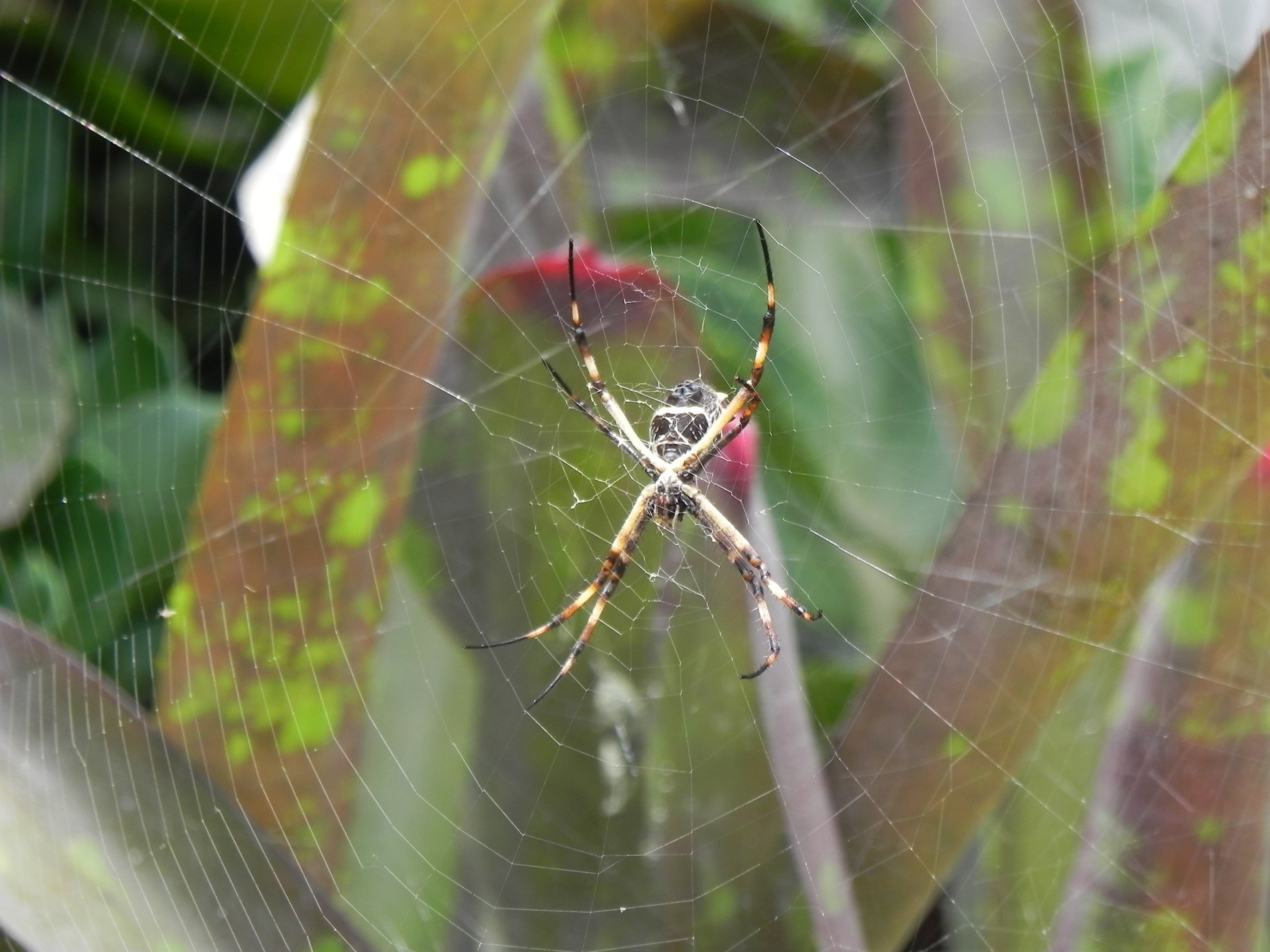 fragility, spider web, arachnid, animals in the wild, close-up, focus on foreground, garden tiger, web, animal, nature, spider, animal leg, insect, survival, HD Wallpaper