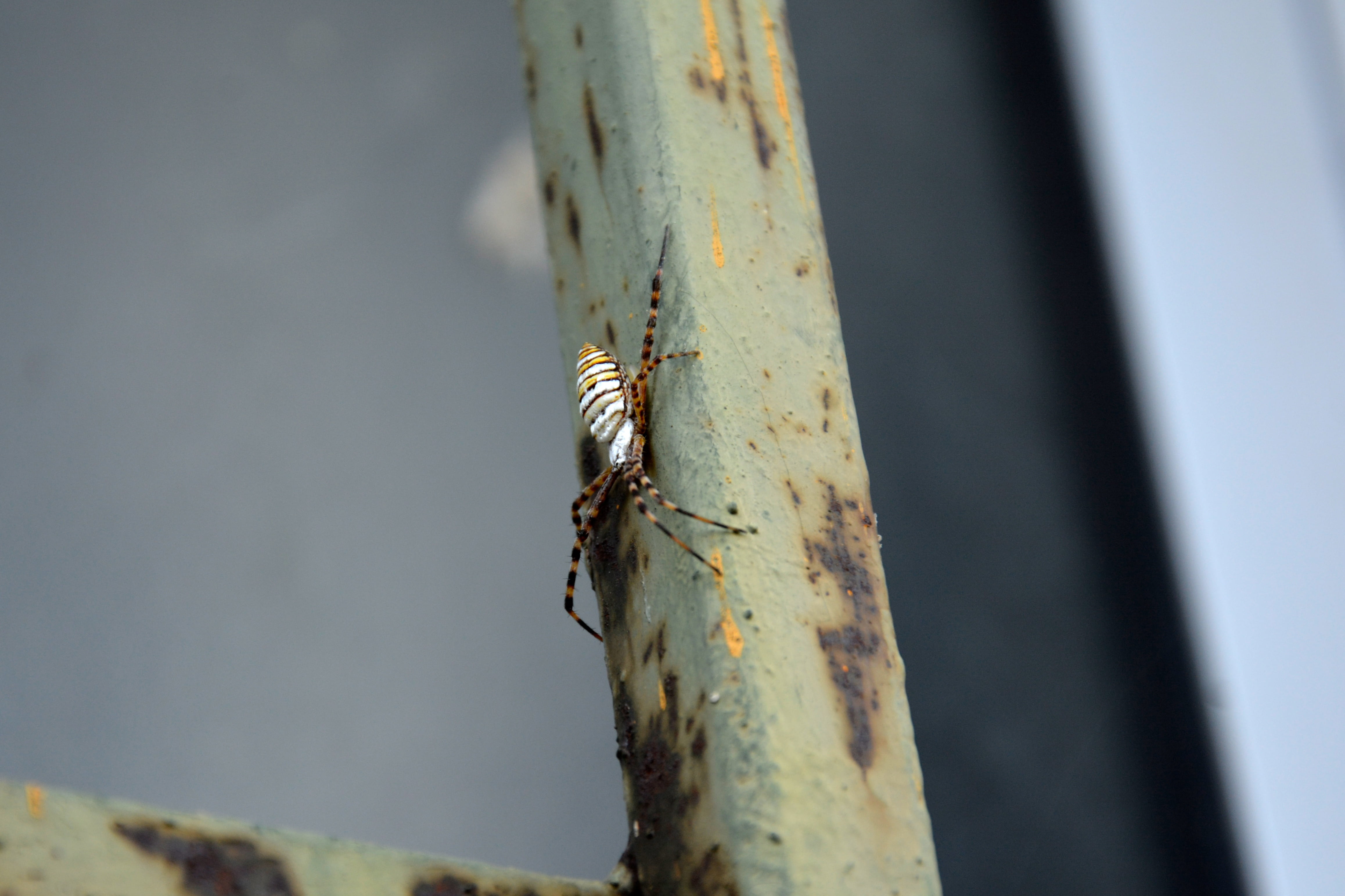 plant, animal wildlife, caterpillar, animal, wooden post, spider, invertebrate, no people, 4K, tree trunk, animal themes, reptile, trunk, selective focus, HD Wallpaper