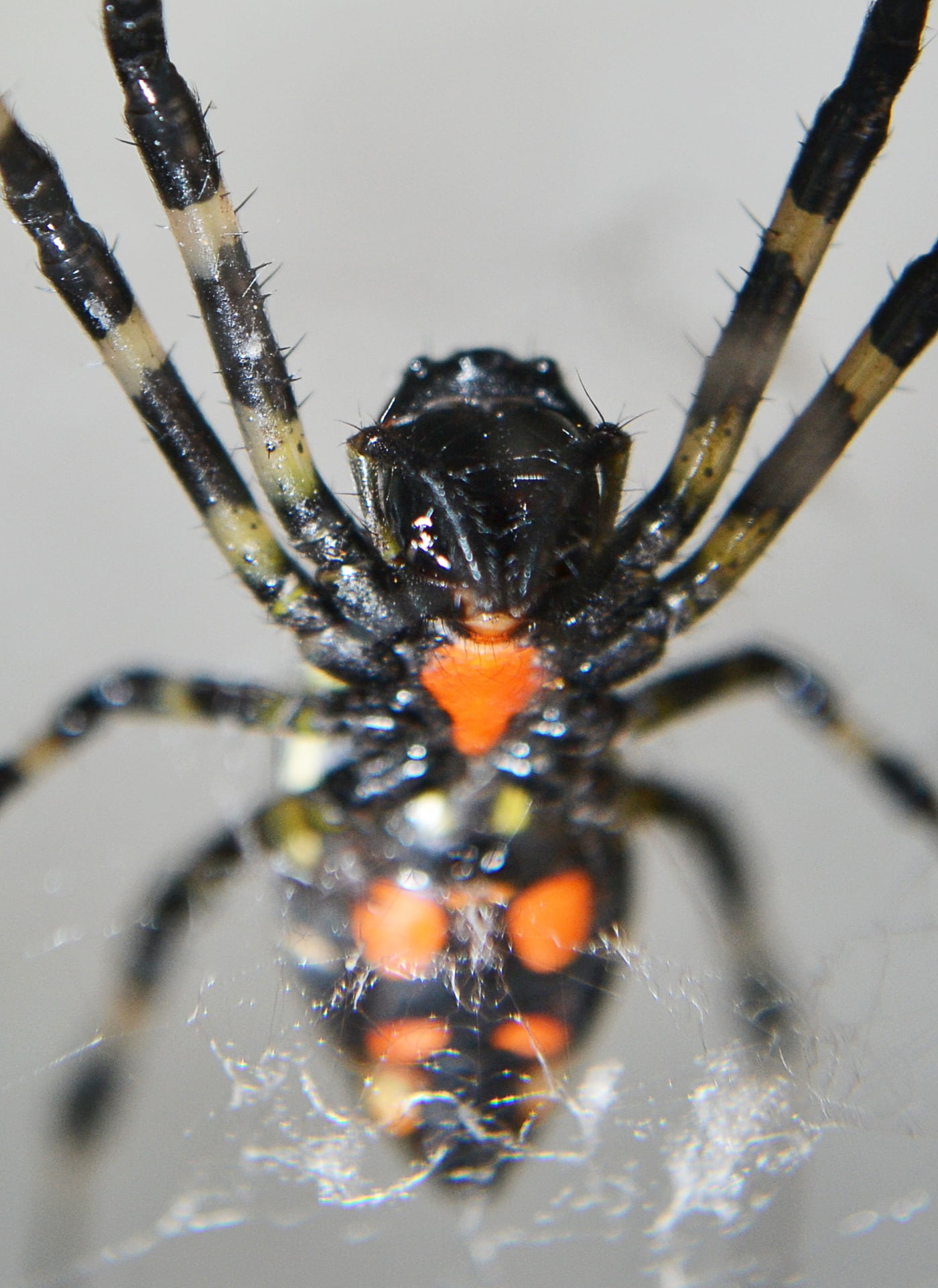 spider, invertebrate, poison, danger, spooky, ceylon, creature, creepy, arachnid, animal wildlife, animal leg, sri lanka, animal themes, selective focus, Phone HD Wallpaper