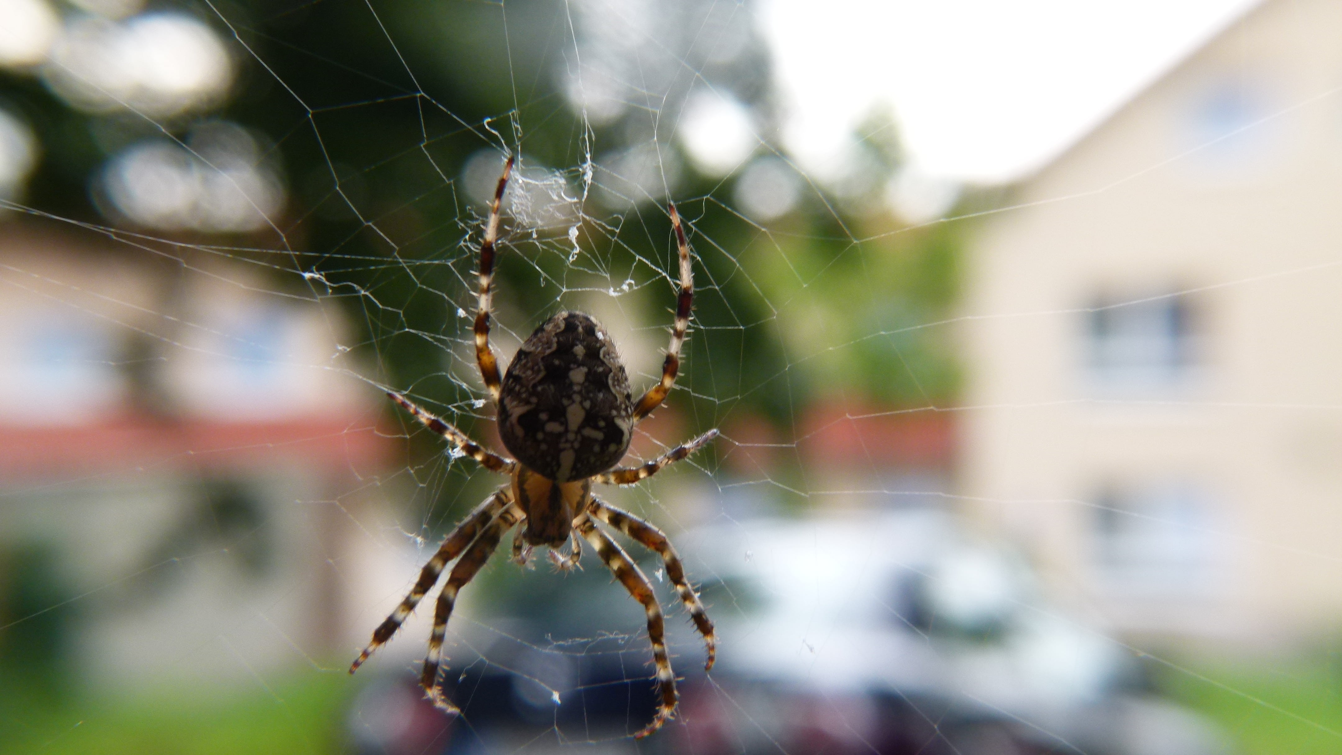 animal leg, 4K, insect, outdoors, arthropod, fragility, one animal, complexity, web, spider Web, no people, spider, focus on foreground, animal themes, HD Wallpaper