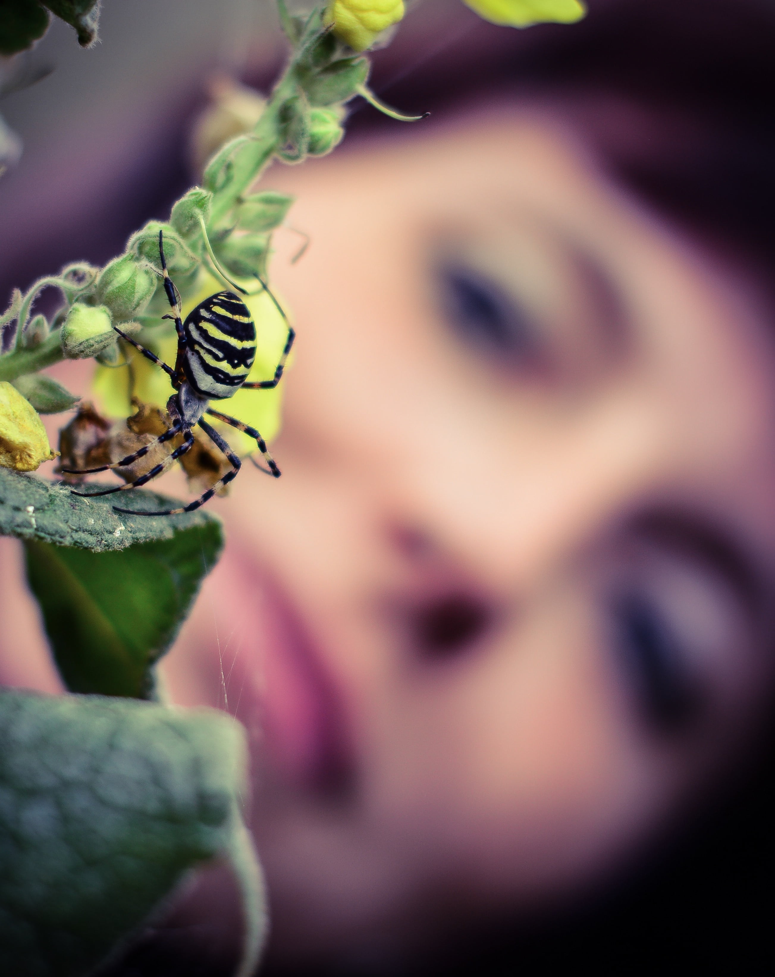 spin, insect, plant part, fragility, close-up, growth, invertebrate, animal themes, pollination, day, wasp spider, vulnerability, nature, animals in the wild, Phone HD Wallpaper