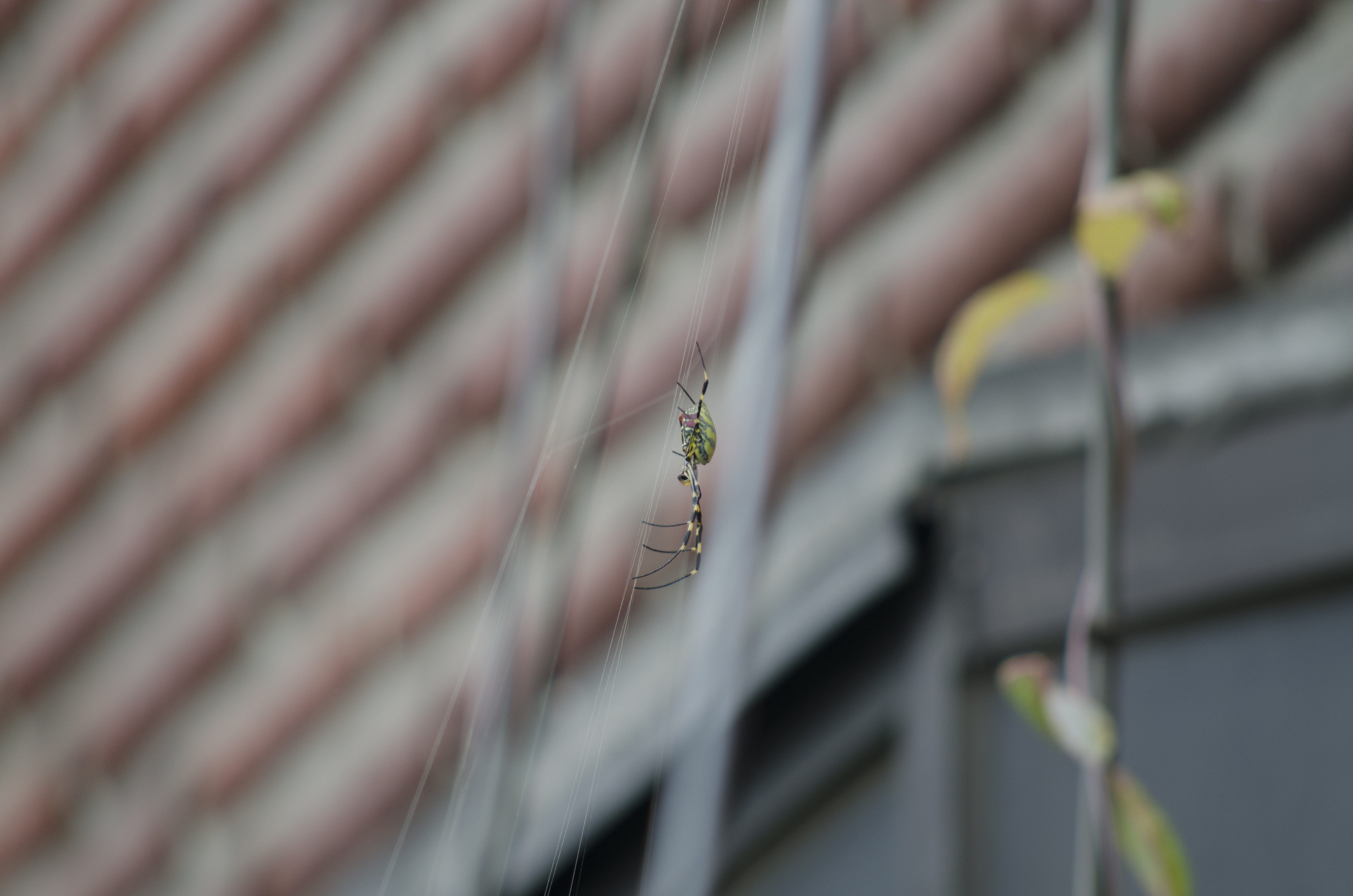 architecture, close-up, outdoors, animal themes, spider, aggression, nature, focus on foreground, selective focus, invertebrate, building, building exterior, HD Wallpaper