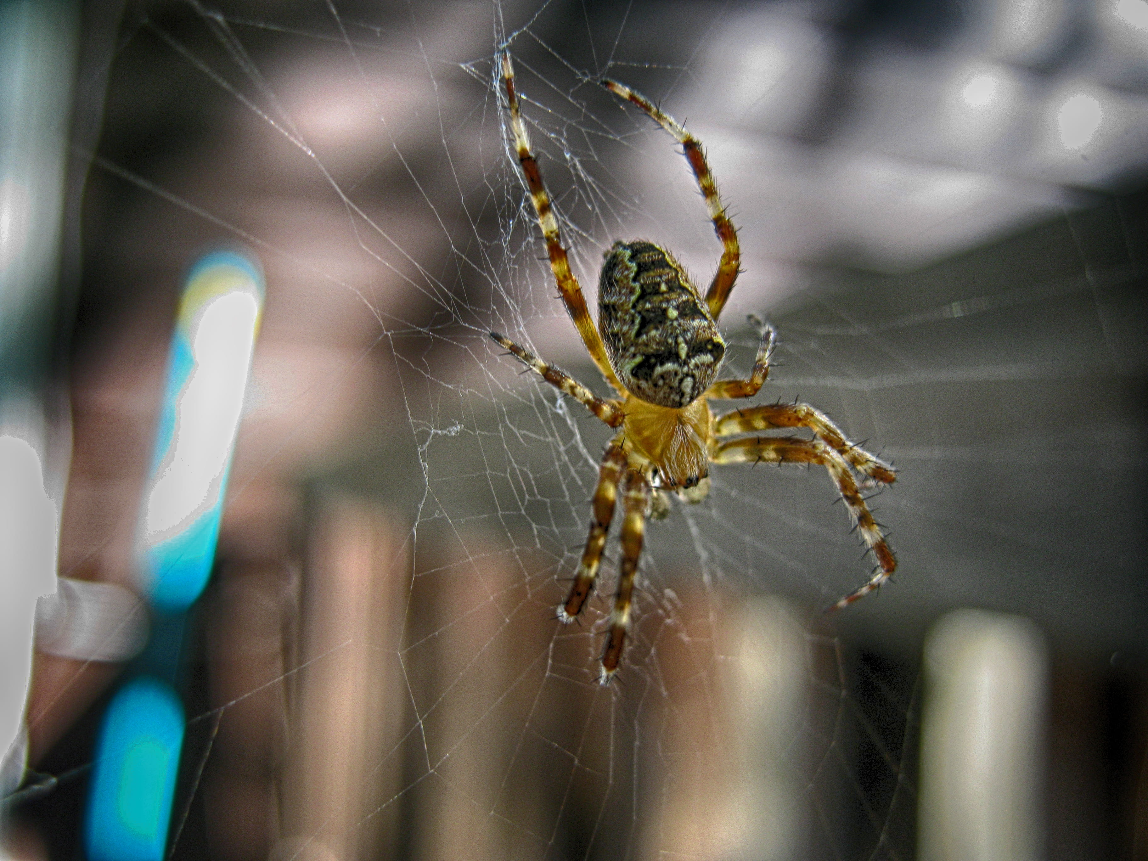last, animal body part, macro, nature, close-up, closeup, animal wildlife, one animal, outdoors, no people, focus on foreground, invertebrate, animal themes, HD Wallpaper
