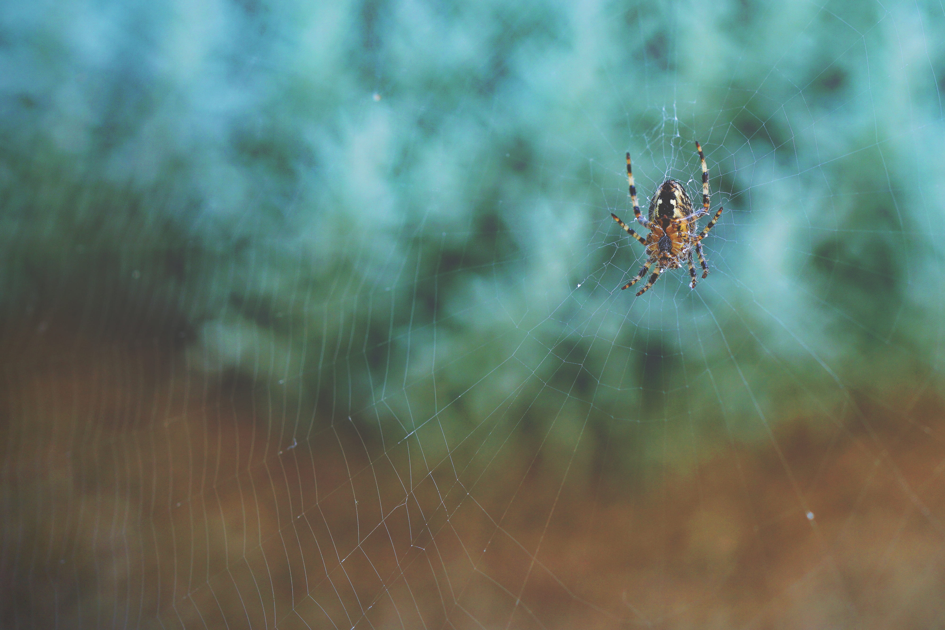 wildlife, macro, arachnid, animal body part, photography, silk, spider, insect, animal wildlife, spider web, still life, weaver, arthropod, animal themes, HD Wallpaper