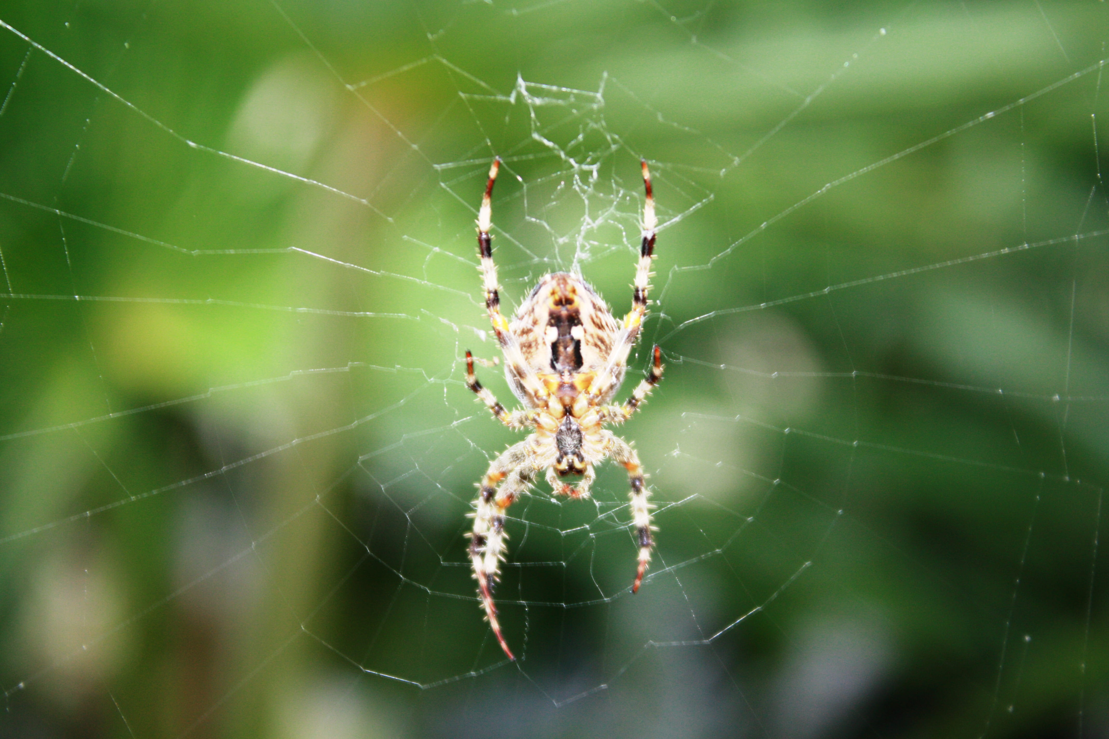 outdoors, animal themes, 4K, pattern, day, survival, creepy, cobweb, depth of field, animals in the wild, arthropod, focus on foreground, yellow, close-up, HD Wallpaper
