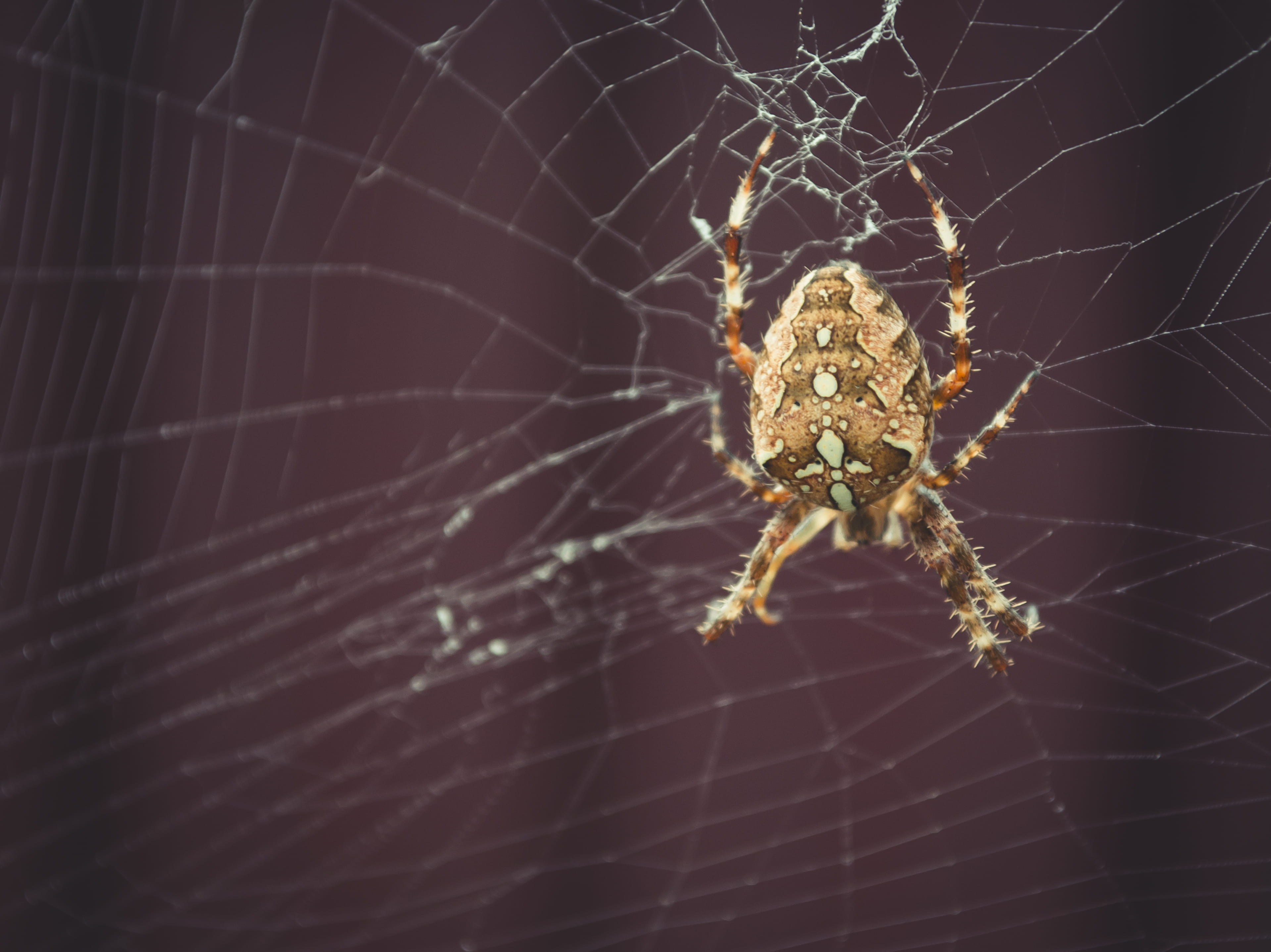 2K, tarantula, photography, focus on foreground, grasshoper, brown, andrena, one animal, close-up, insect, anisoptera, barn, close, spider web, animal themes, HD Wallpaper