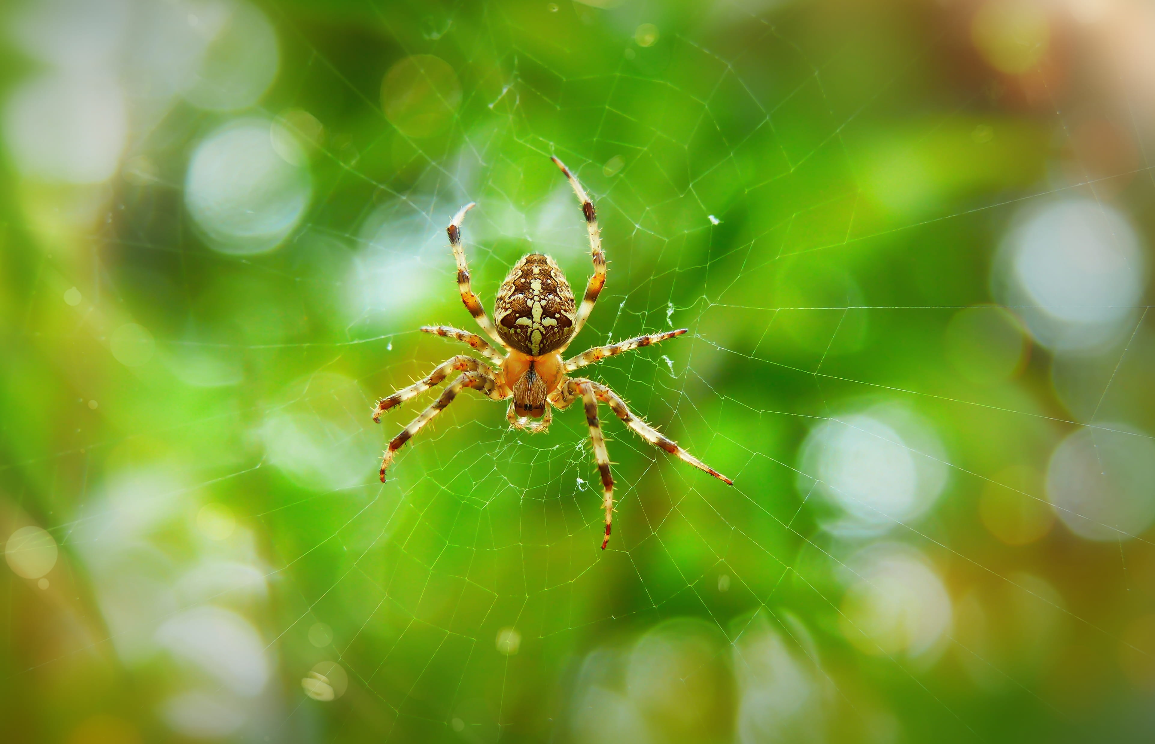 blossom, garden spider, green, animal body part, animal wildlife, bee, brown, plant, dahlia, insect, photo, focus on foreground, web, spider, animal, 4K, HD Wallpaper