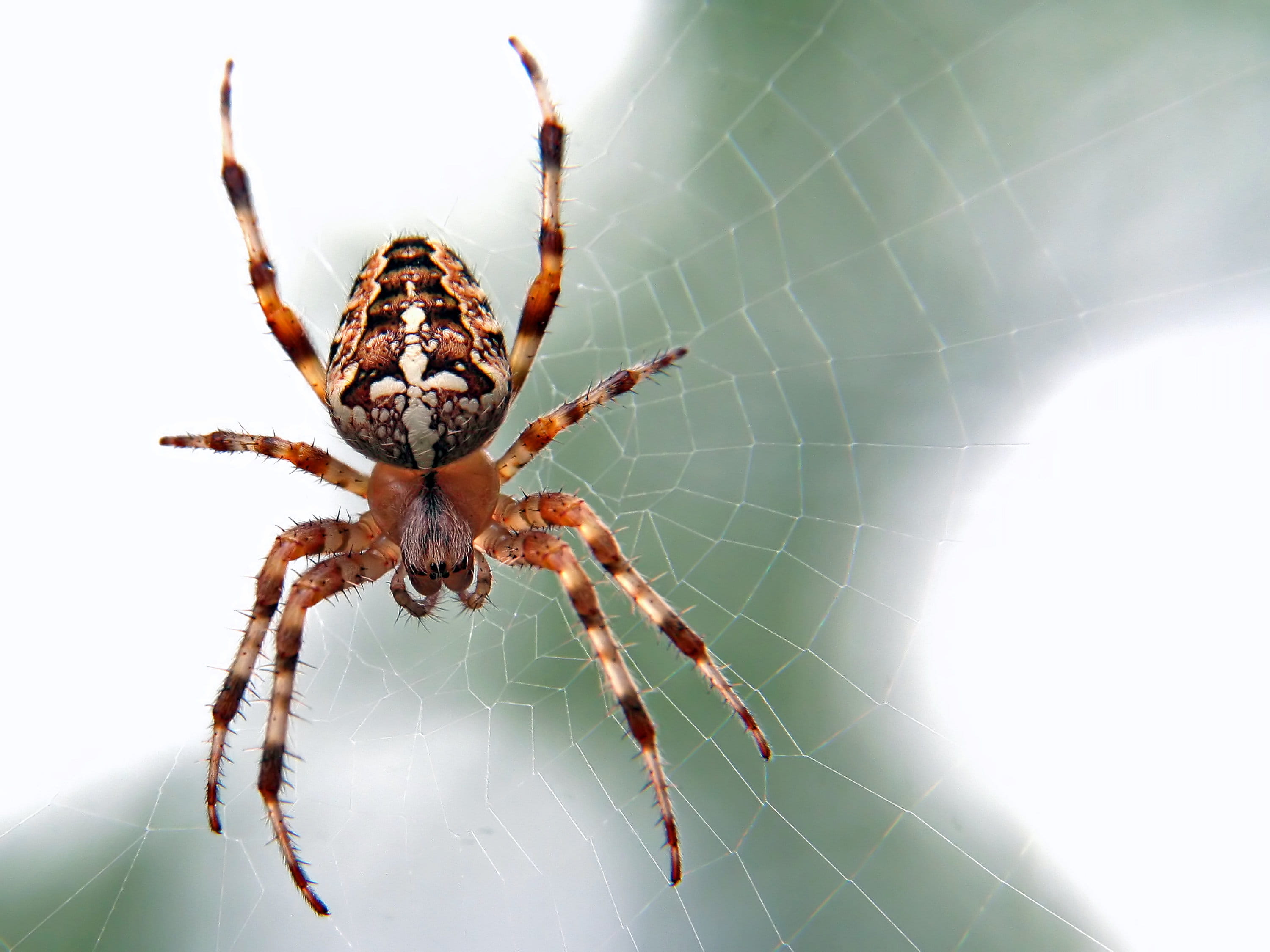 nature, fragility, plant, invertebrate, eating, day, grasshoper, arachnid, argiope, insect, animal wildlife, arthropod, focus on foreground, animal, photography, HD Wallpaper