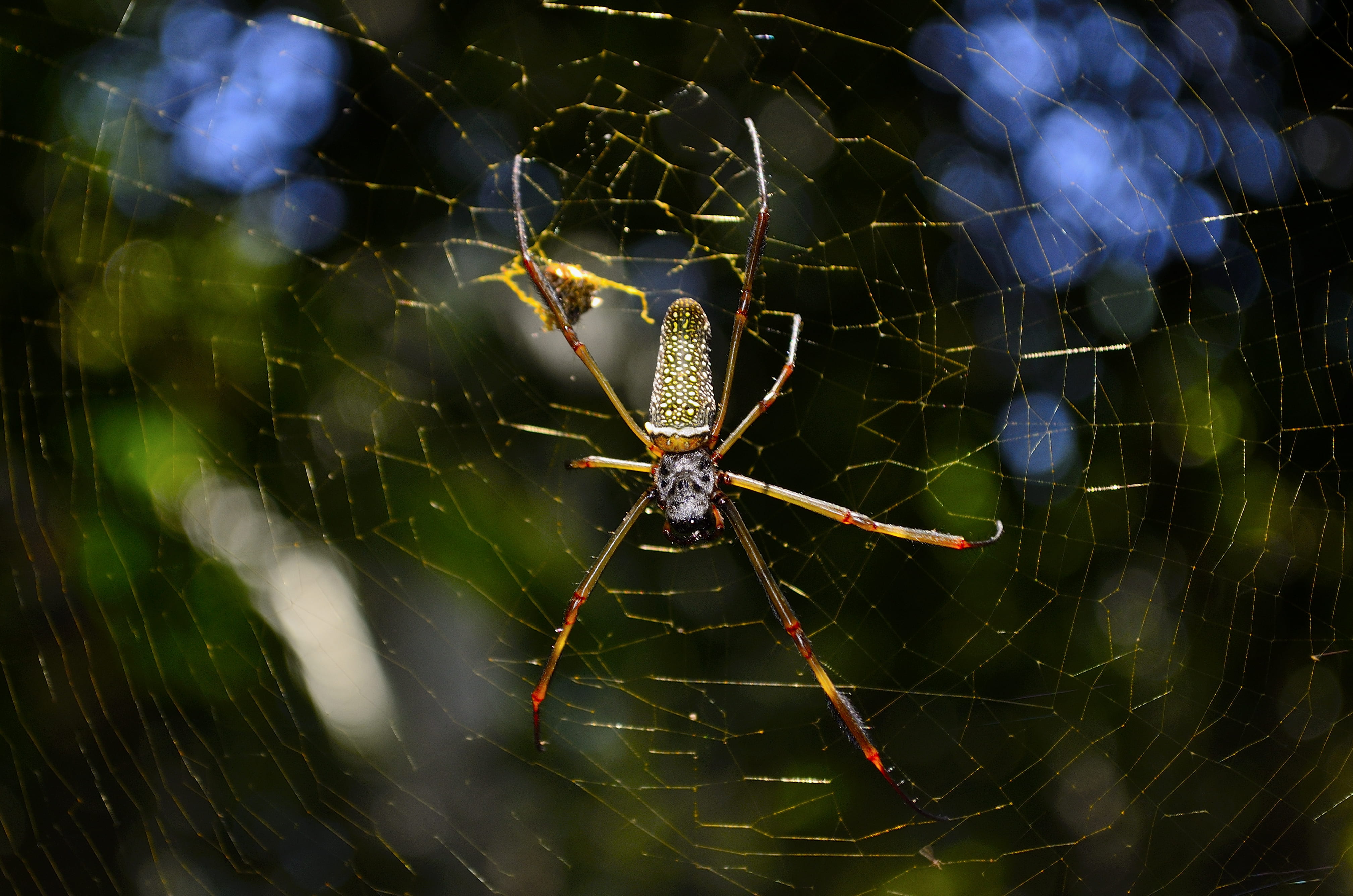 poison, spider web, photo, animal leg, spiderweb, invertebrate, animal wildlife, close-up, one animal, color, nature, spinning, brown, day, arthropod, trap, HD Wallpaper