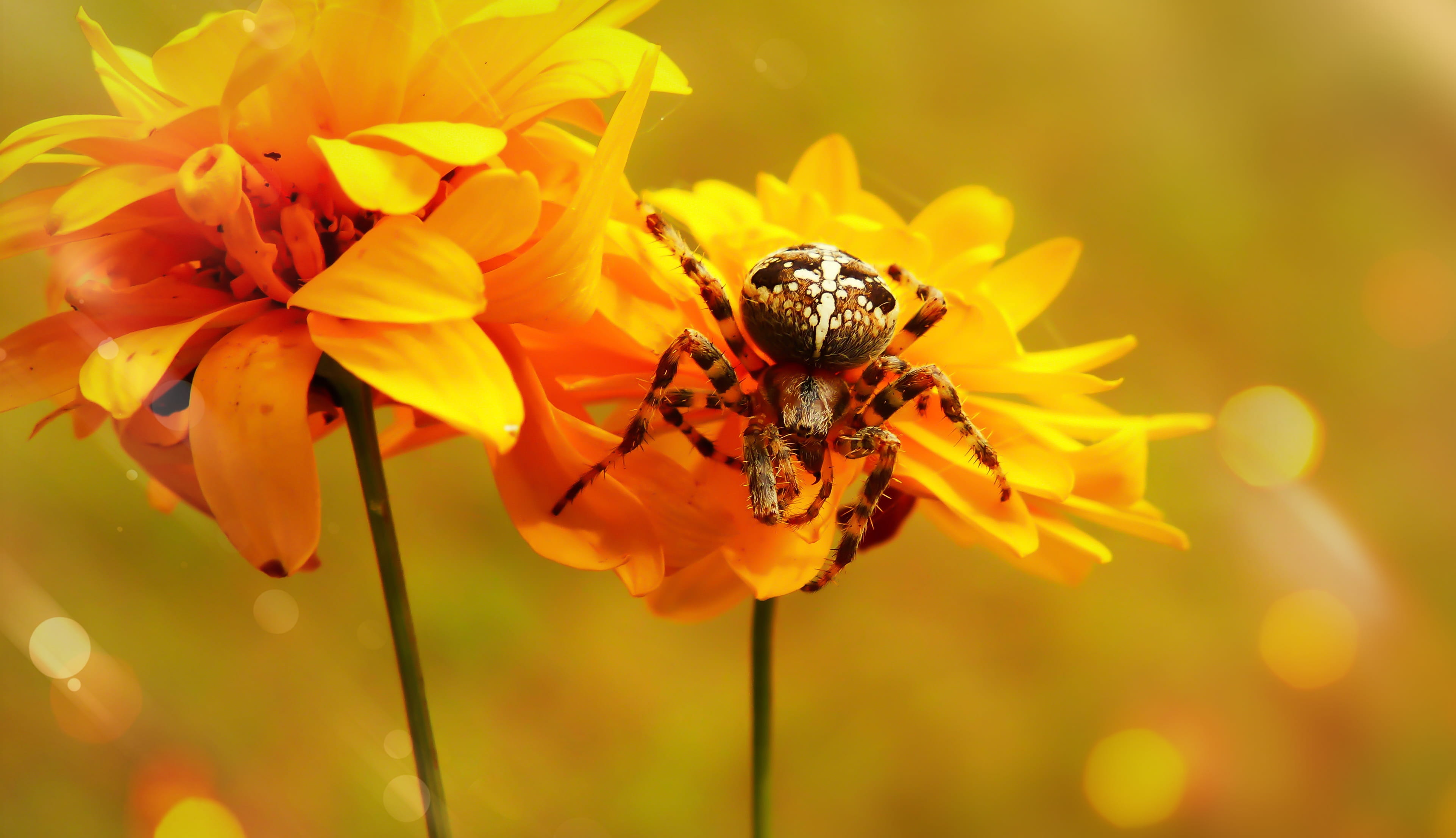 no people, plant, asteraceae, petal, arachnid, blossom, freshness, invertebrate, pollination, nature, one animal, fragility, animal, brown, vulnerability, HD Wallpaper