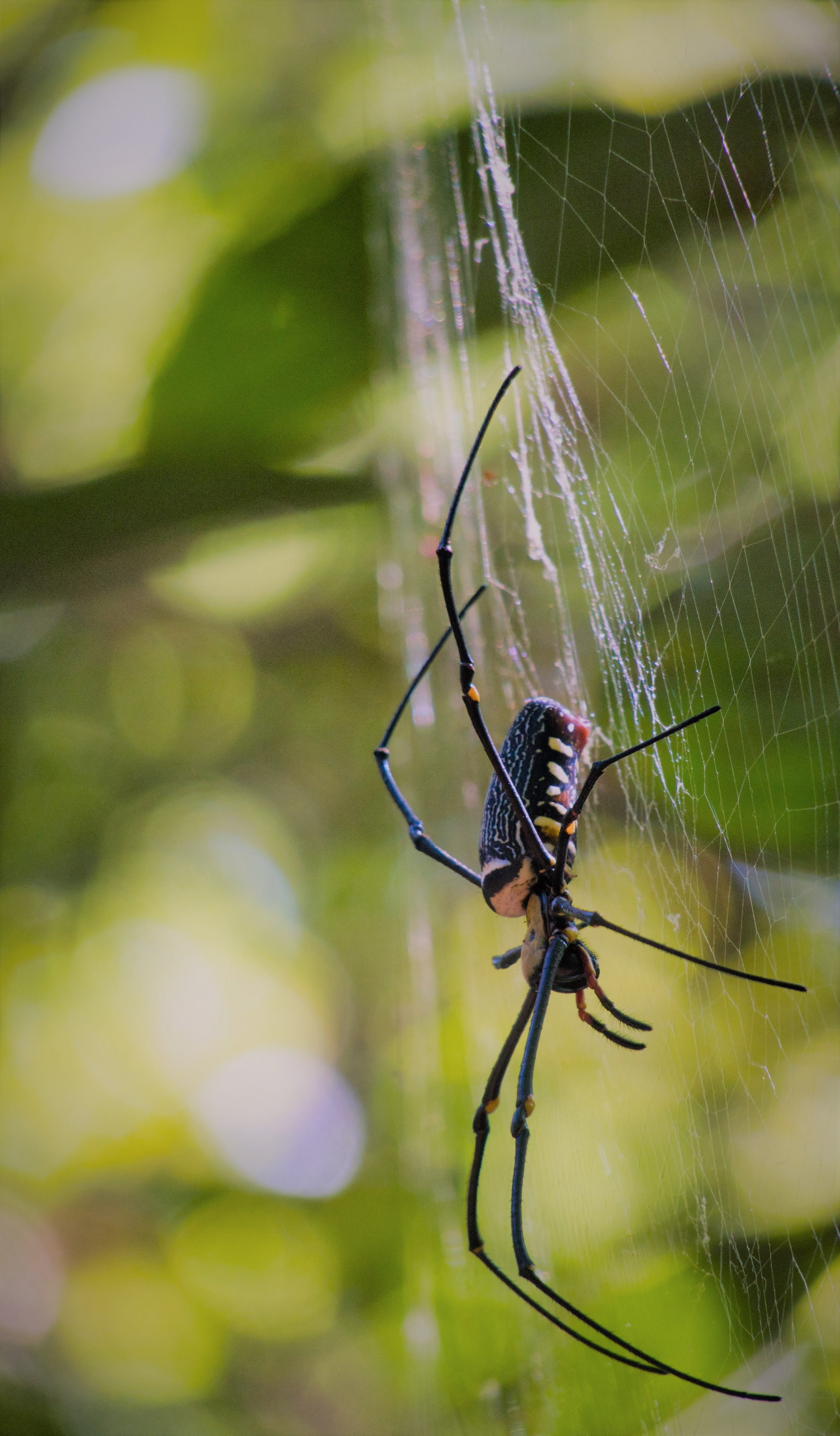 insect, one animal, day, spider web, arthropod, focus on foreground, web, survival, animal, spider, cobweb, zoology, 4K, thailand, close-up, fragility, Phone HD Wallpaper