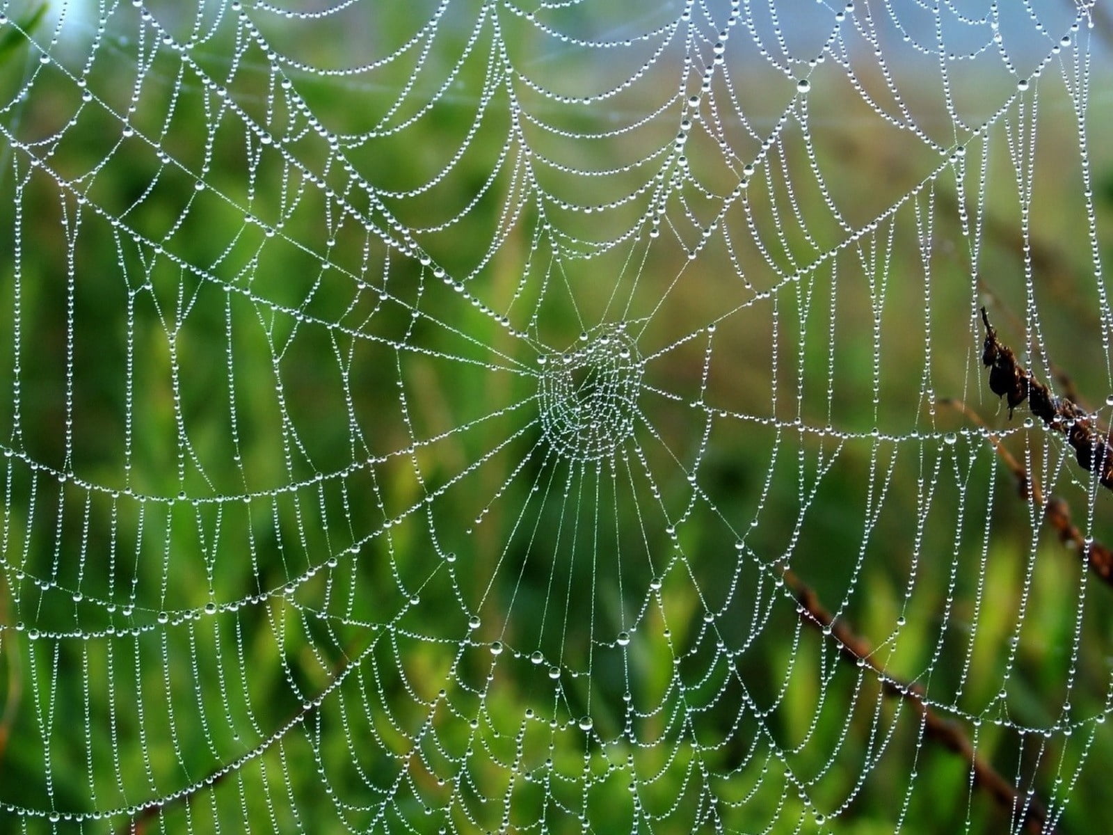 no People, macro, spider, close-up, dew, one animal, freshness, day, focus on foreground, nature, morning, 720P, grass, drop, wet, animals in the wild, HD Wallpaper