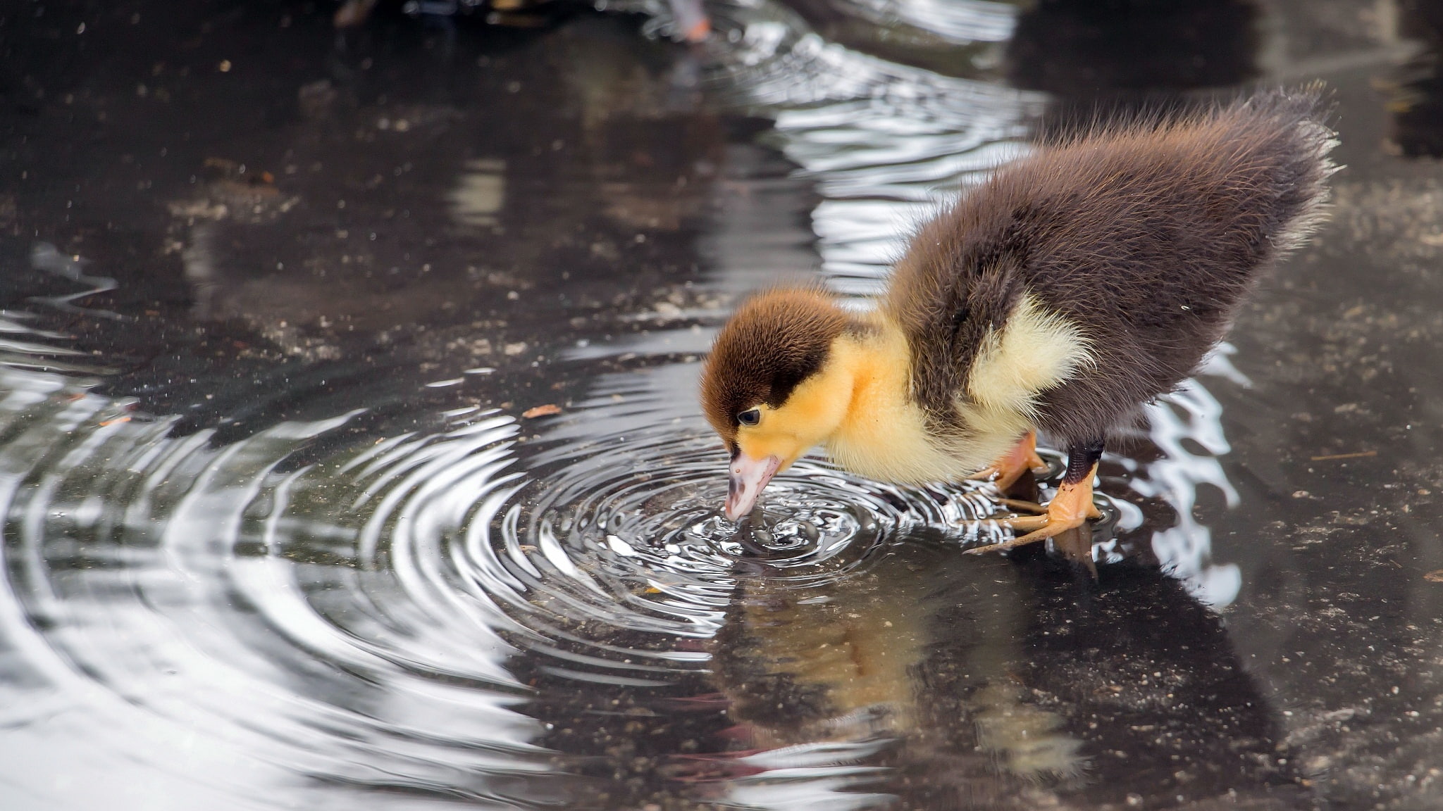 water, animals, duck, 1080P, HD Wallpaper
