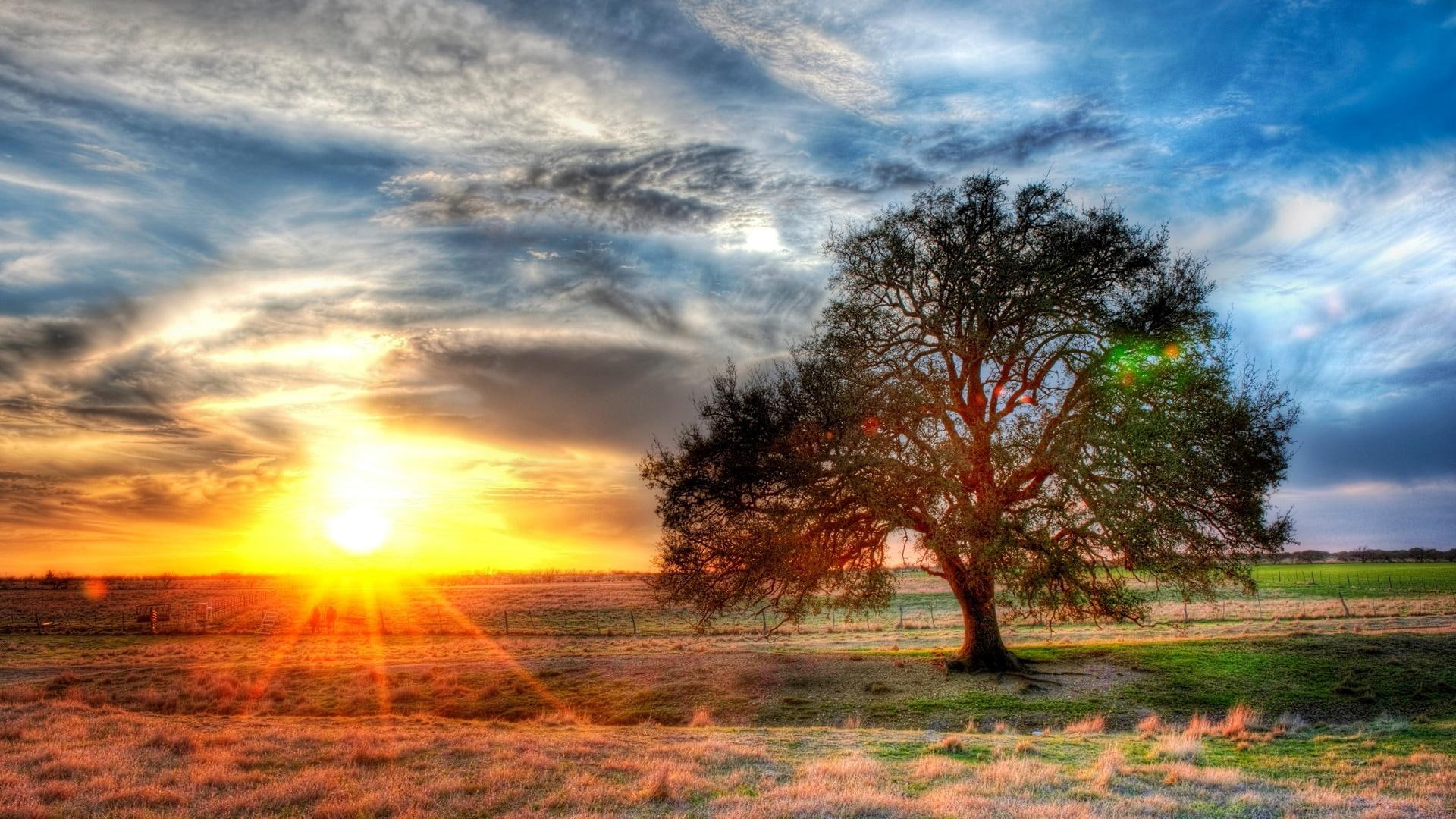 nature and landscapes, texas, 1080P, tree, farm, sunset, sunrays, hdr, HD Wallpaper