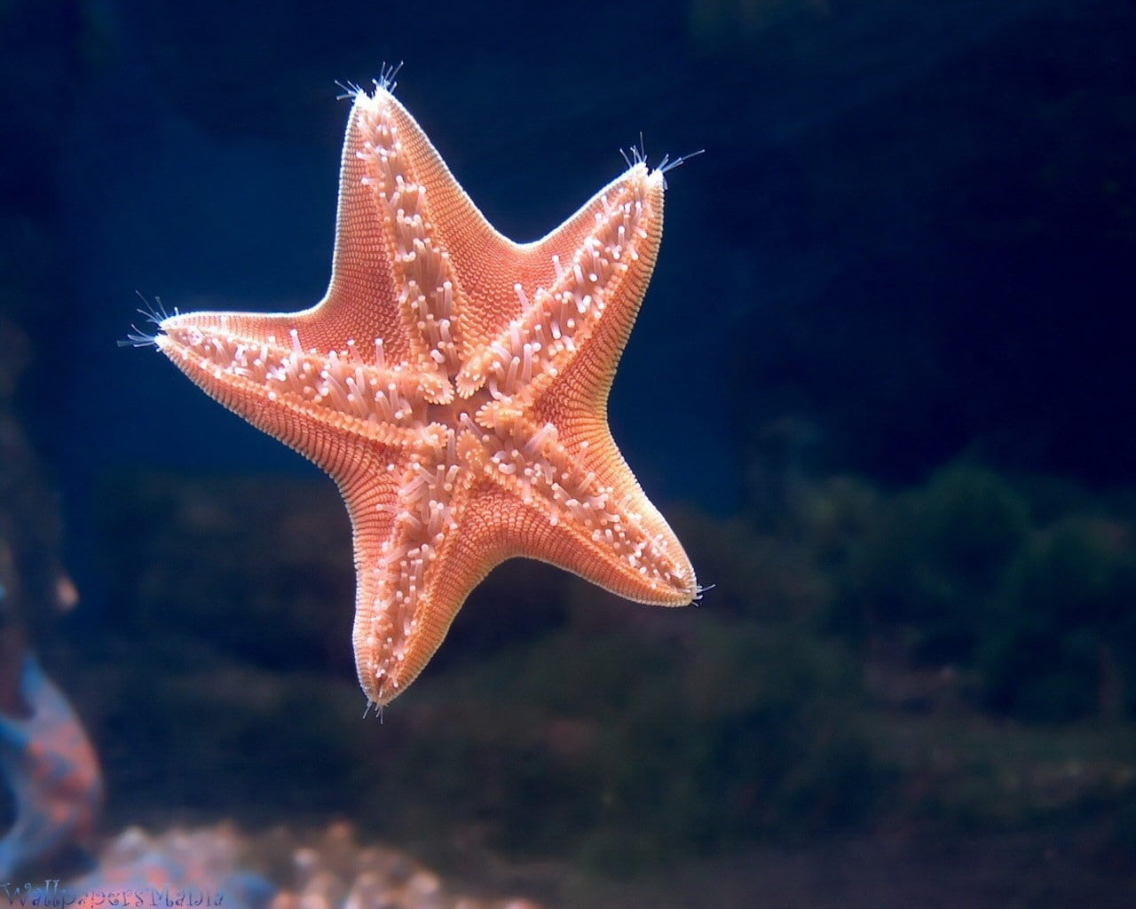 red, aquatic, undersea, star Shape, swimming, 720P, copy Space, wildlife, one animal, summer, close-up, sand, animals And Pets, shape, outdoors, fish, HD Wallpaper