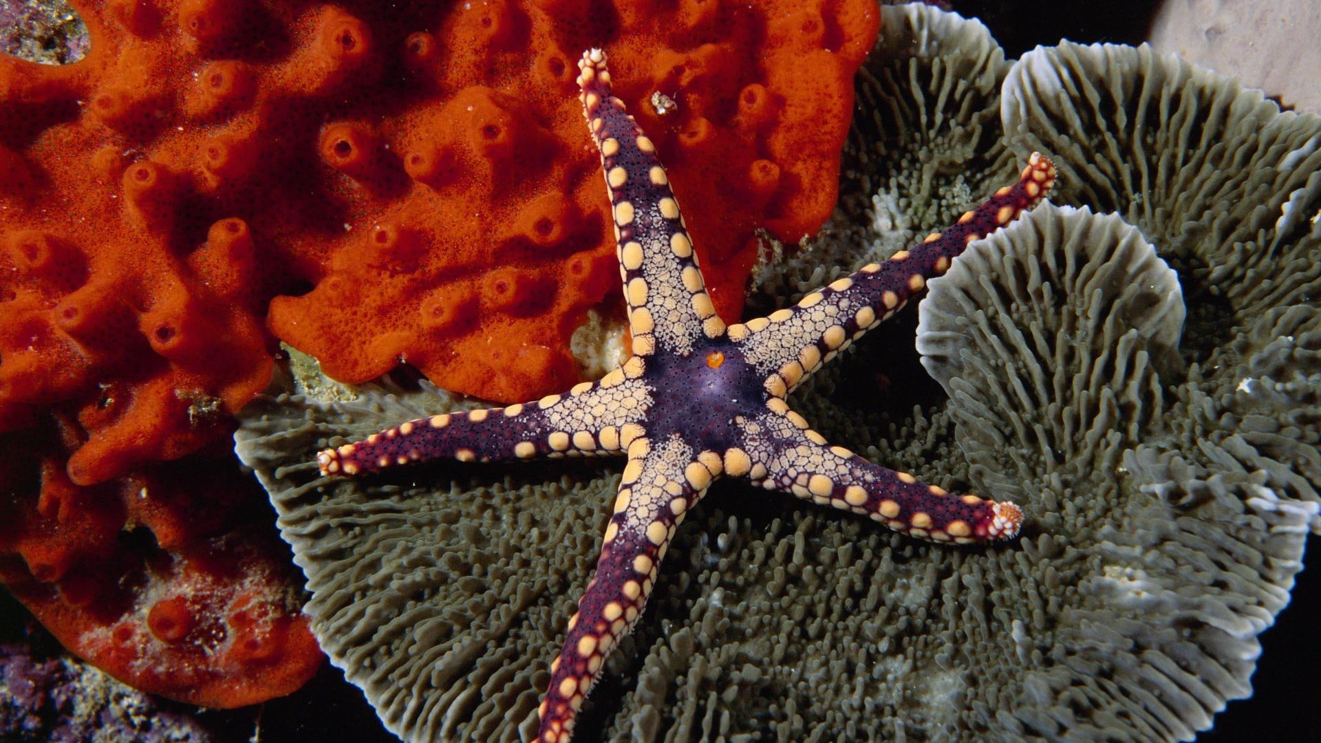 coral, starfish, reef, 3d and abstract, purple, 1080P, beige, ocean, HD Wallpaper