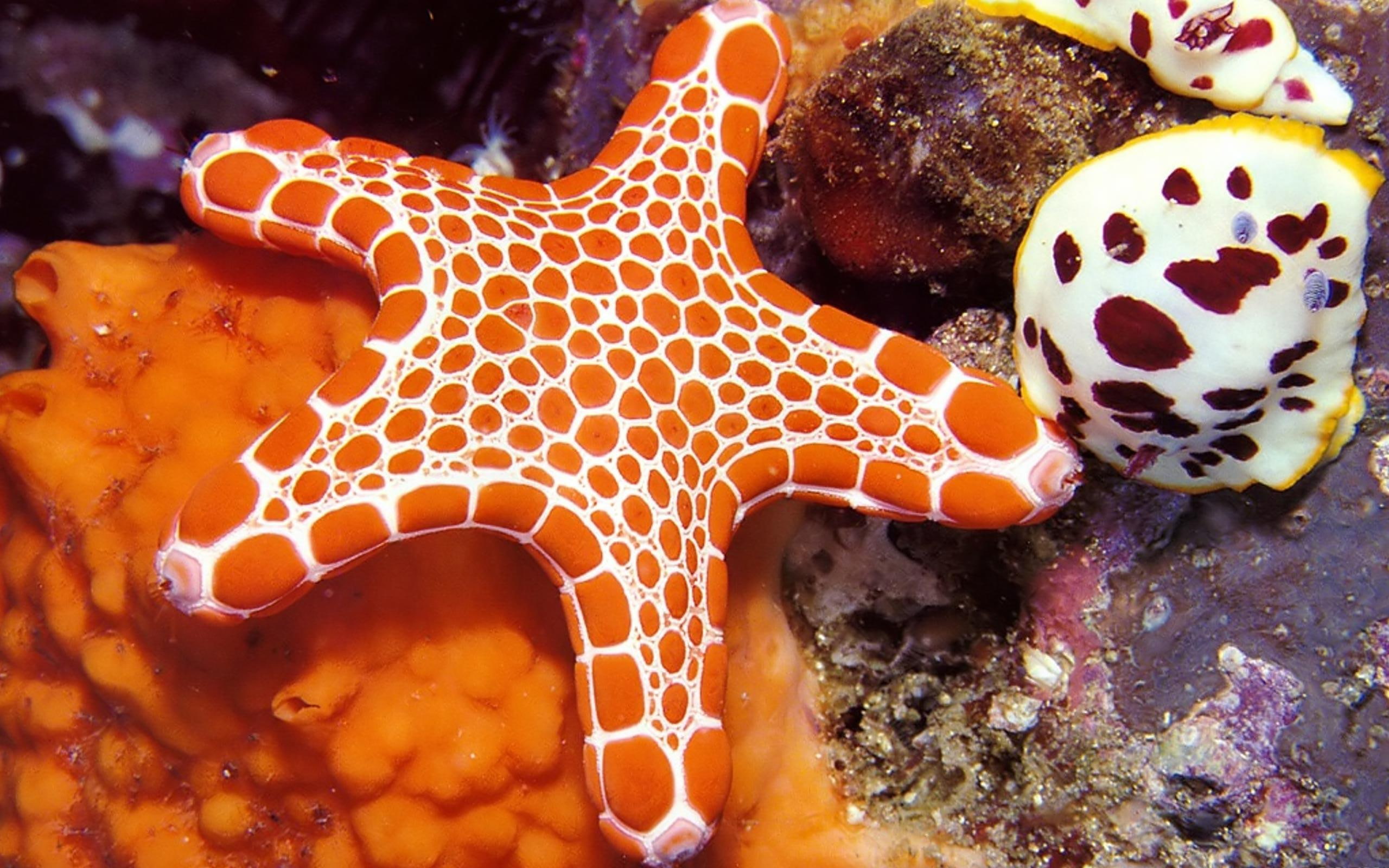 orange, oceans, 2K, coral reefs, starfish, nature, white, nature and landscapes, sealife, HD Wallpaper