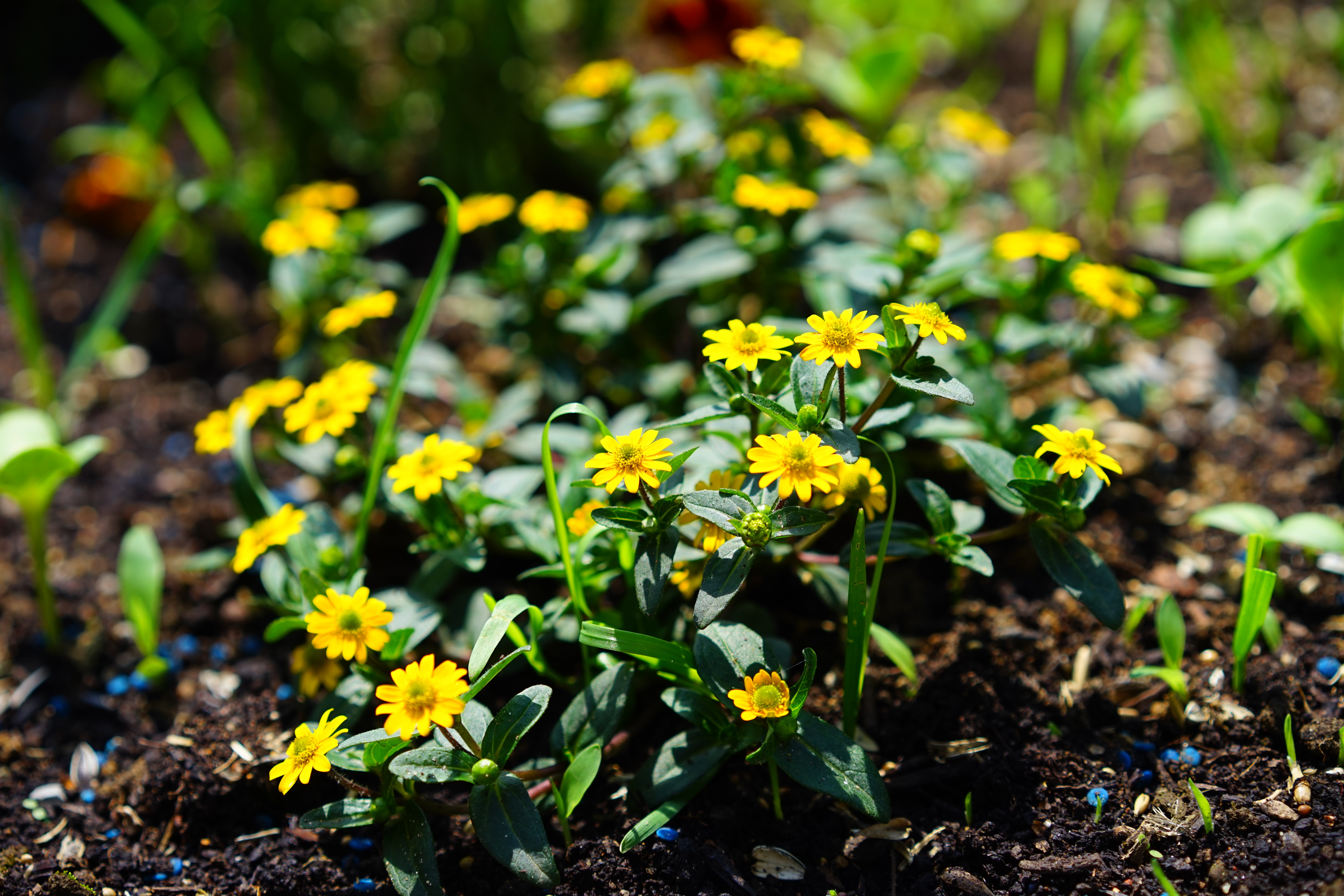 close-up, ornamental flower, flowers, flowerbed, petal, balcony plant, no people, hussar buttons, composites, sanvitalia, fragility, sanvitalia procumbens, HD Wallpaper