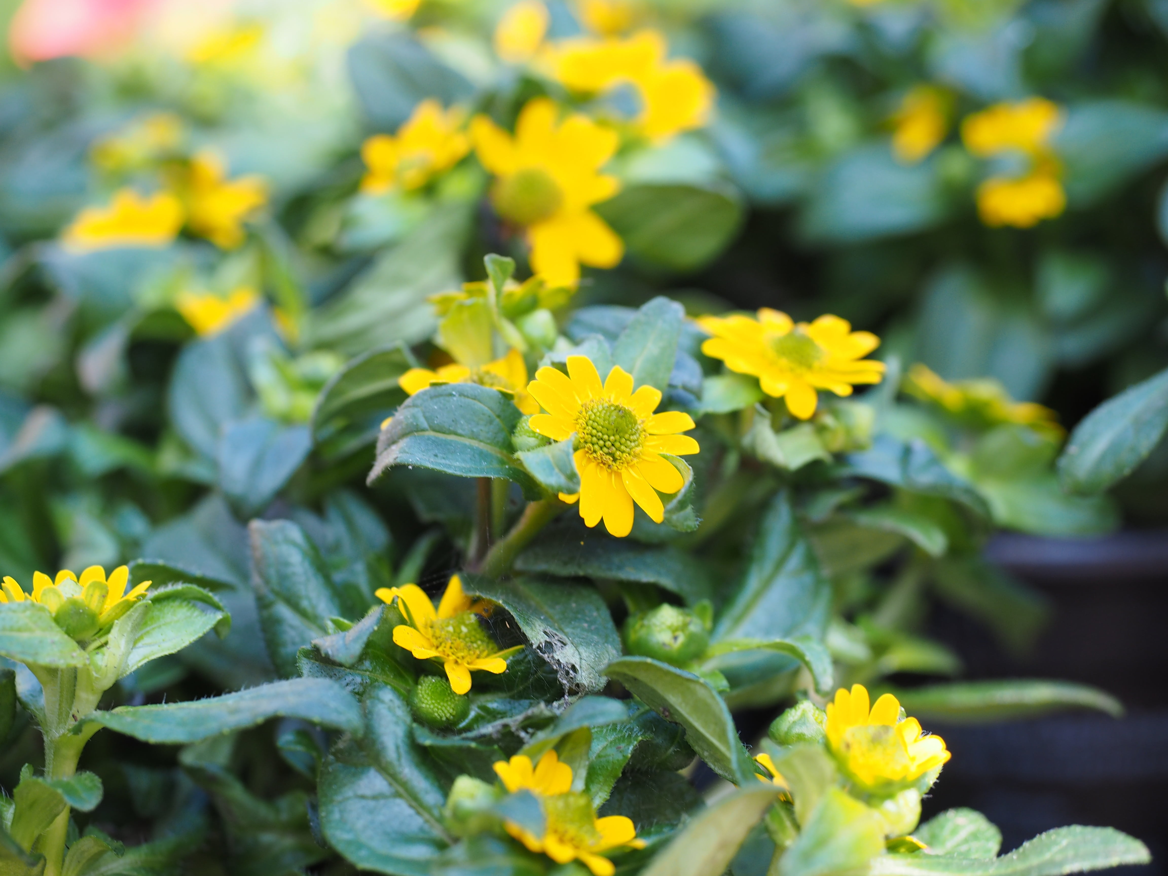 sanvitalien aztec gold, day, flowers, nature, green color, hussar button, outdoors, asteraceae, freshness, miniature sunflower, flowerbed, leaf, sanvitalia procumbens, HD Wallpaper