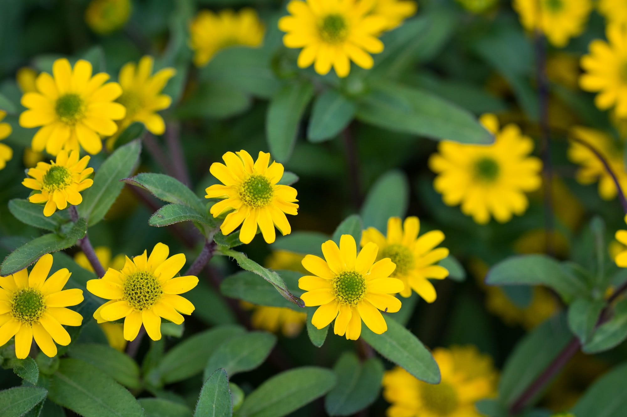 Sanvitalia Procumbens, no people, flower, outdoors, close, Hussar, yellow flower, petal, growth, freshness, flowers, focus on foreground, yellow flowers, HD Wallpaper