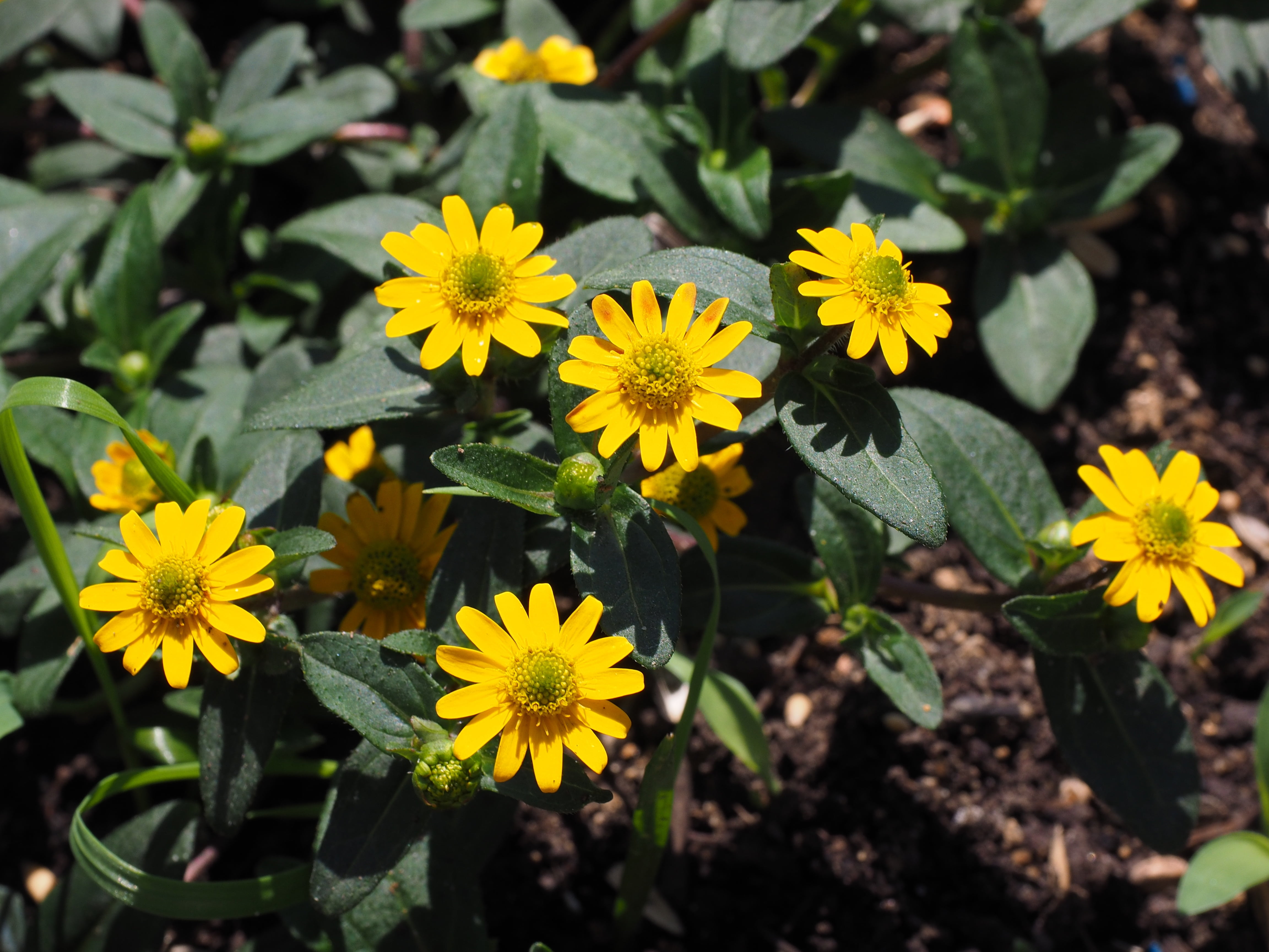 small flowers, plant, focus on foreground, high angle view, flower, garden, container plant, asteraceae, pollen, day, flora, close-up, summer, hussar buttons, HD Wallpaper