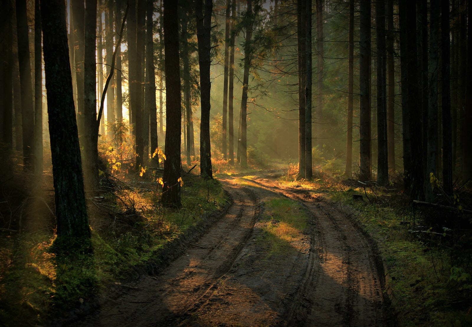 Lithuania, landscape, trees, plants, 720P, nature, forest, sun rays, path, HD Wallpaper