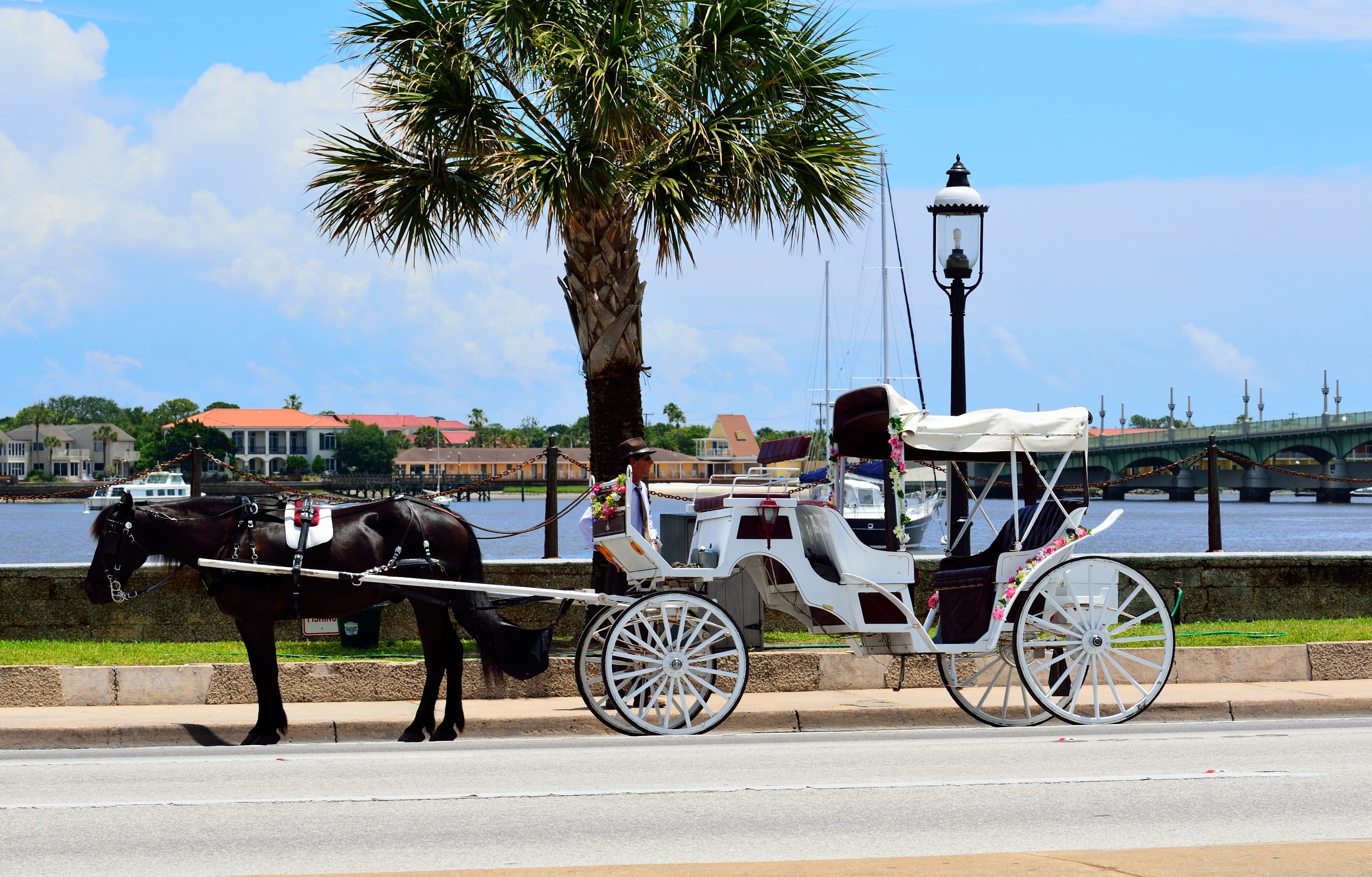 mammal, florida, road, historic, tree, carriage, horse, sight seeing, coach, ride, horsedrawn, st, history, animal themes, vintage, livestock, plant, tropical climate, HD Wallpaper