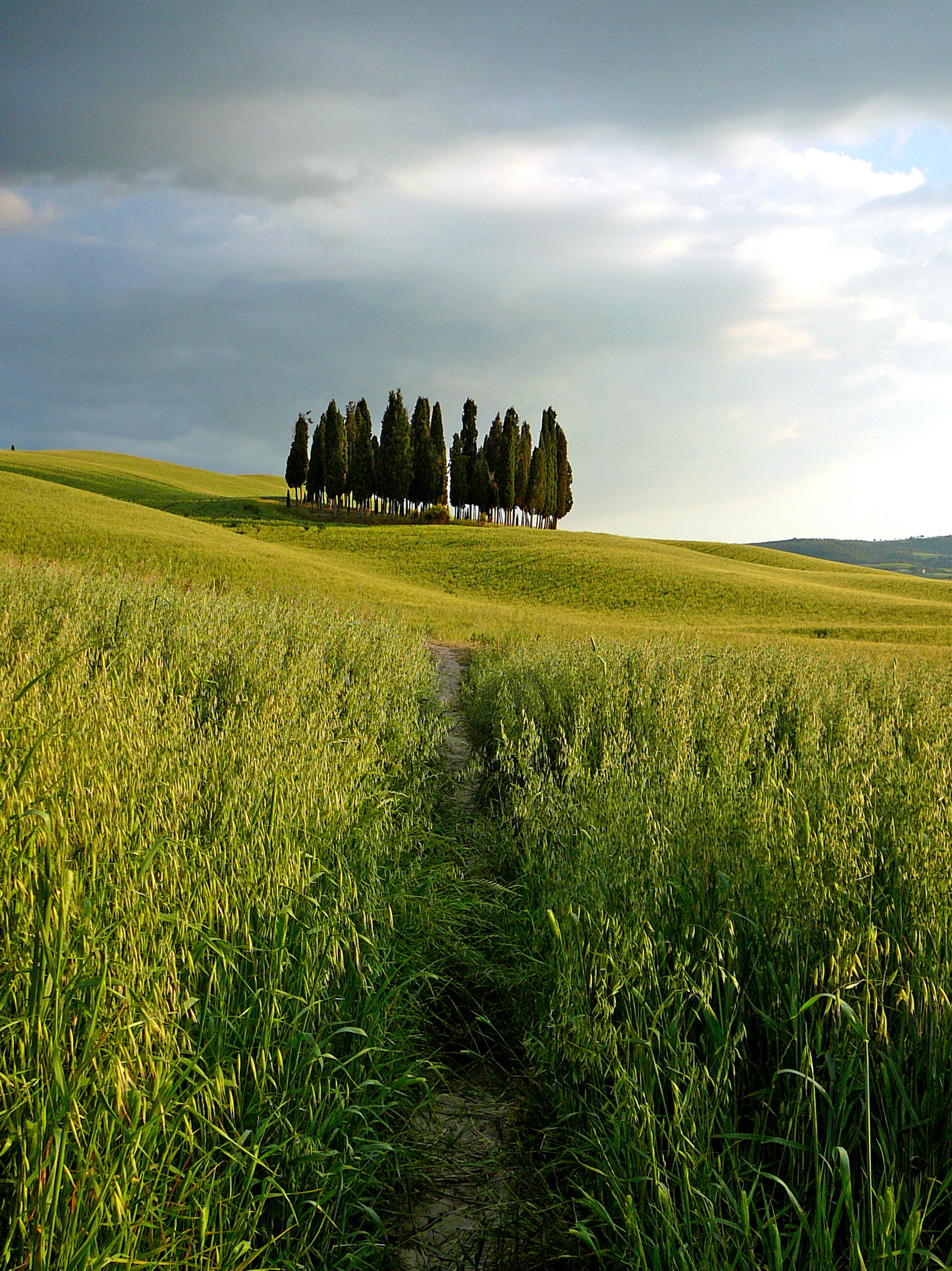 farm, tree, agriculture, time, summer, green Color, sky, outdoors, land, blue, landscape, jpg, Tuscany, day, green, PR, grasses, travel, grass, field, nature, Phone HD Wallpaper