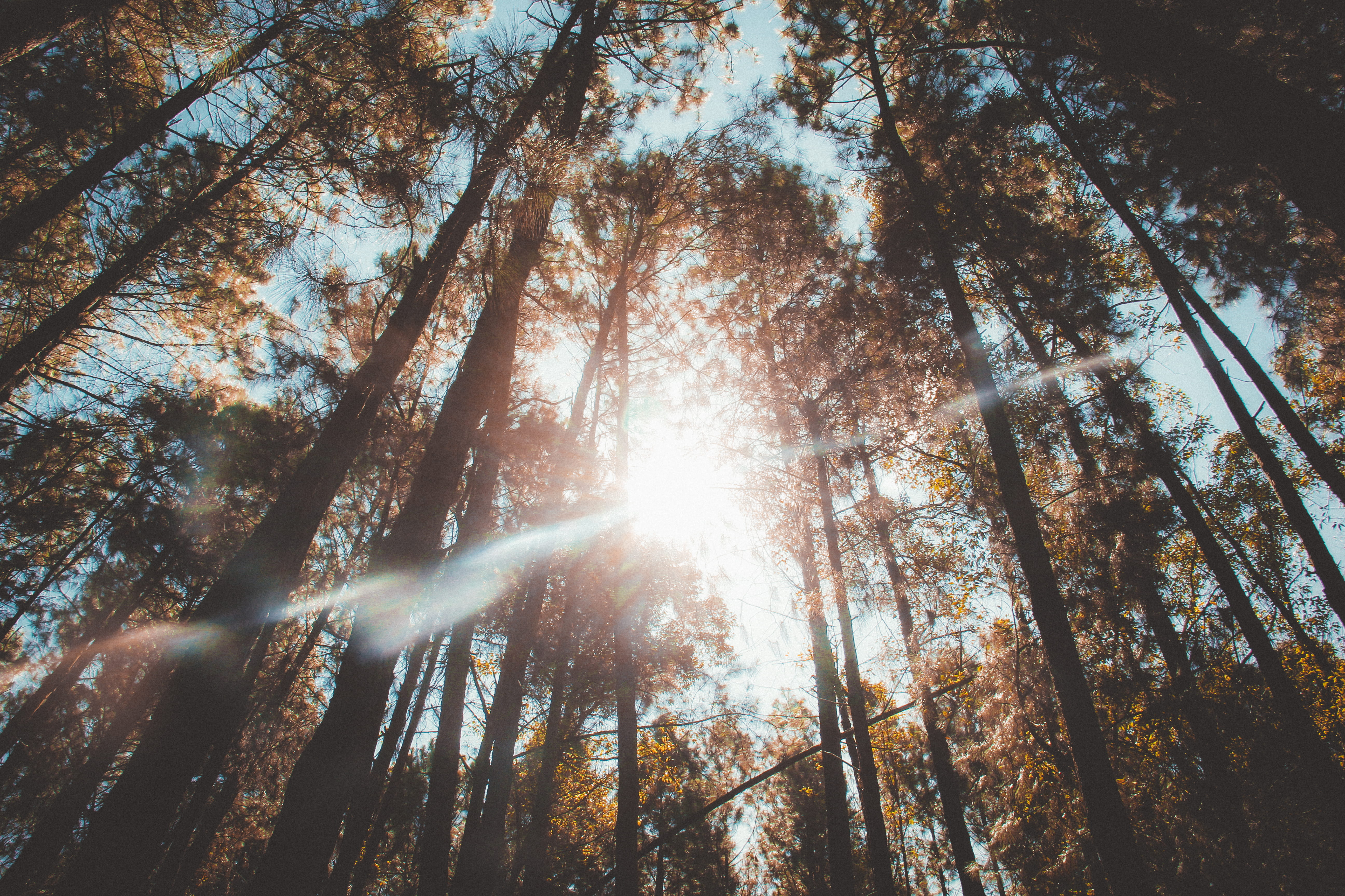 cianorte, beauty in nature, outdoors, low angle view, brazil, tranquility, lens flare, land, trunk, streaming, bright, day, 5K, sky, photo, sun, solar flare, HD Wallpaper