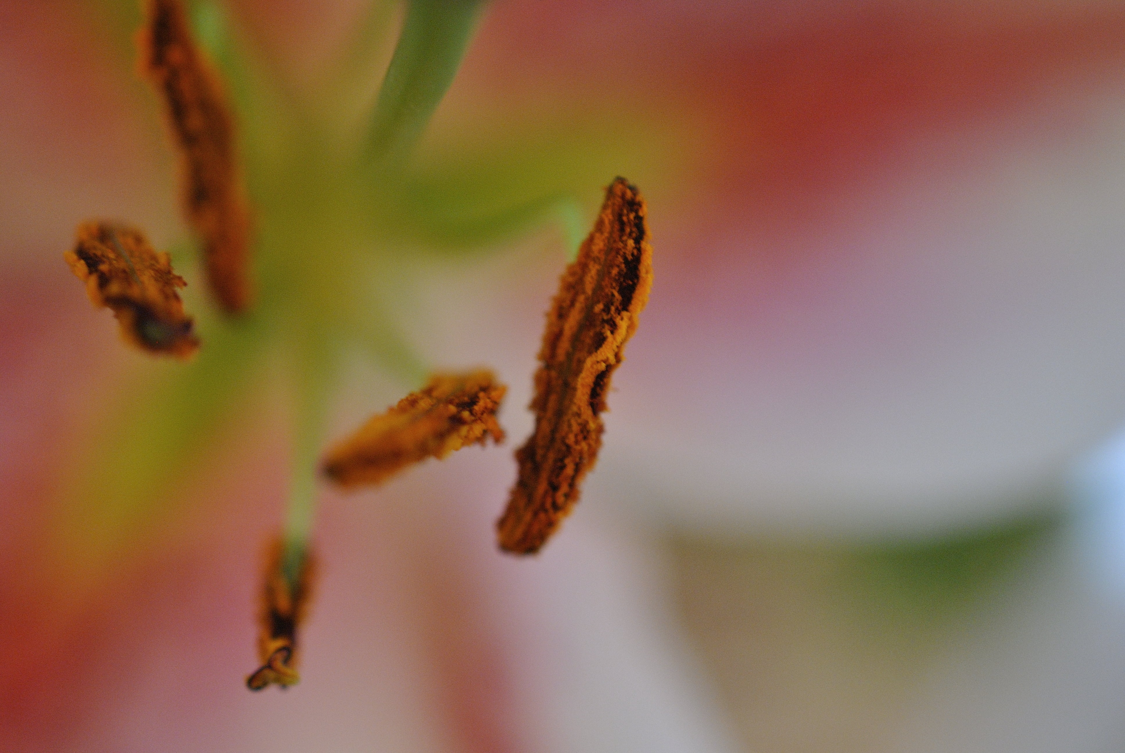 macro, nature, uk, petals, brown, larvae, focus, Flower, plant, photo, bug, 4K, Nikon, close-up, HD Wallpaper