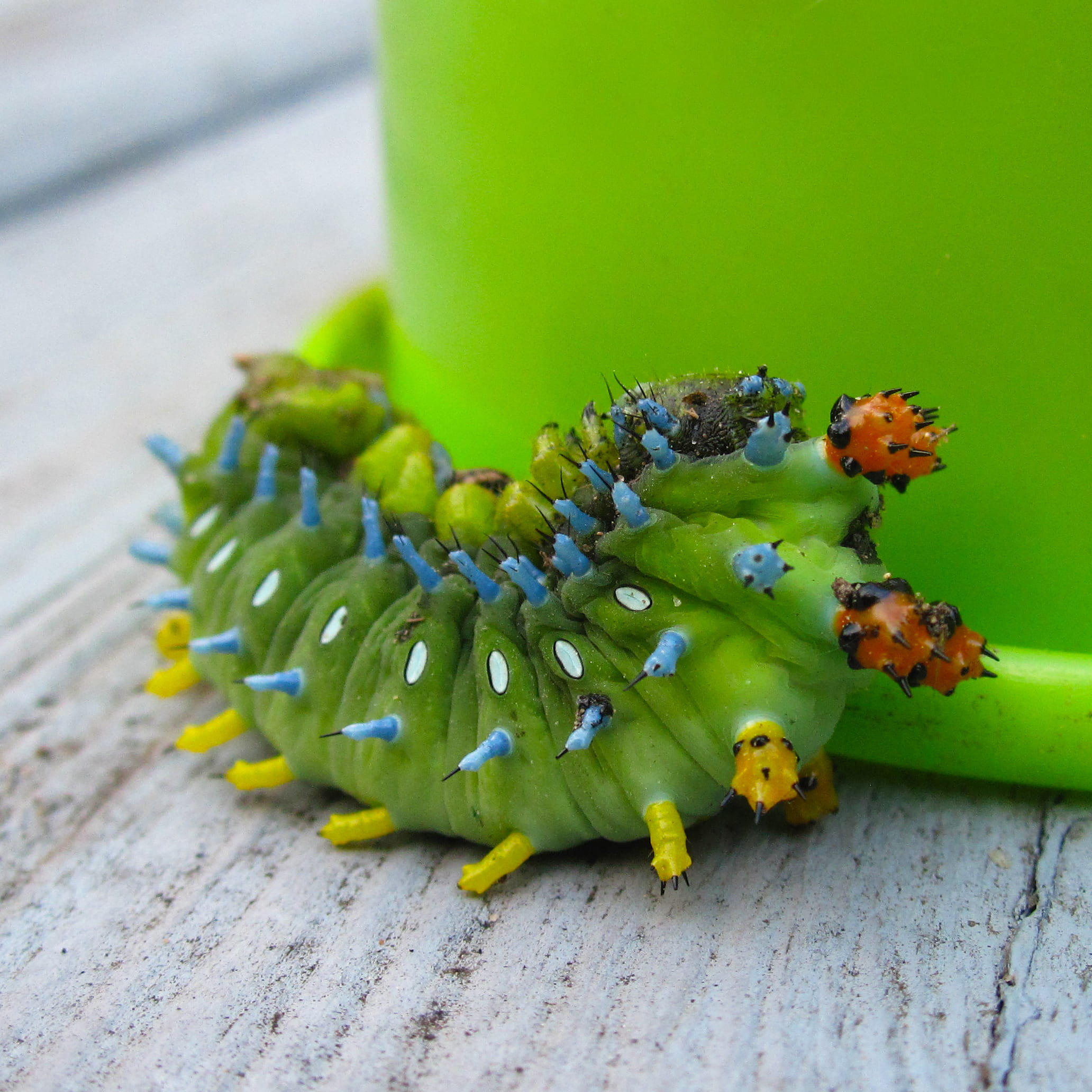 plant, healthy eating, caterpillar, flower, 1080P, animal themes, green color, close-up, insect, wellbeing, invertebrate, food, animal, outdoors, food and drink, Phone HD Wallpaper