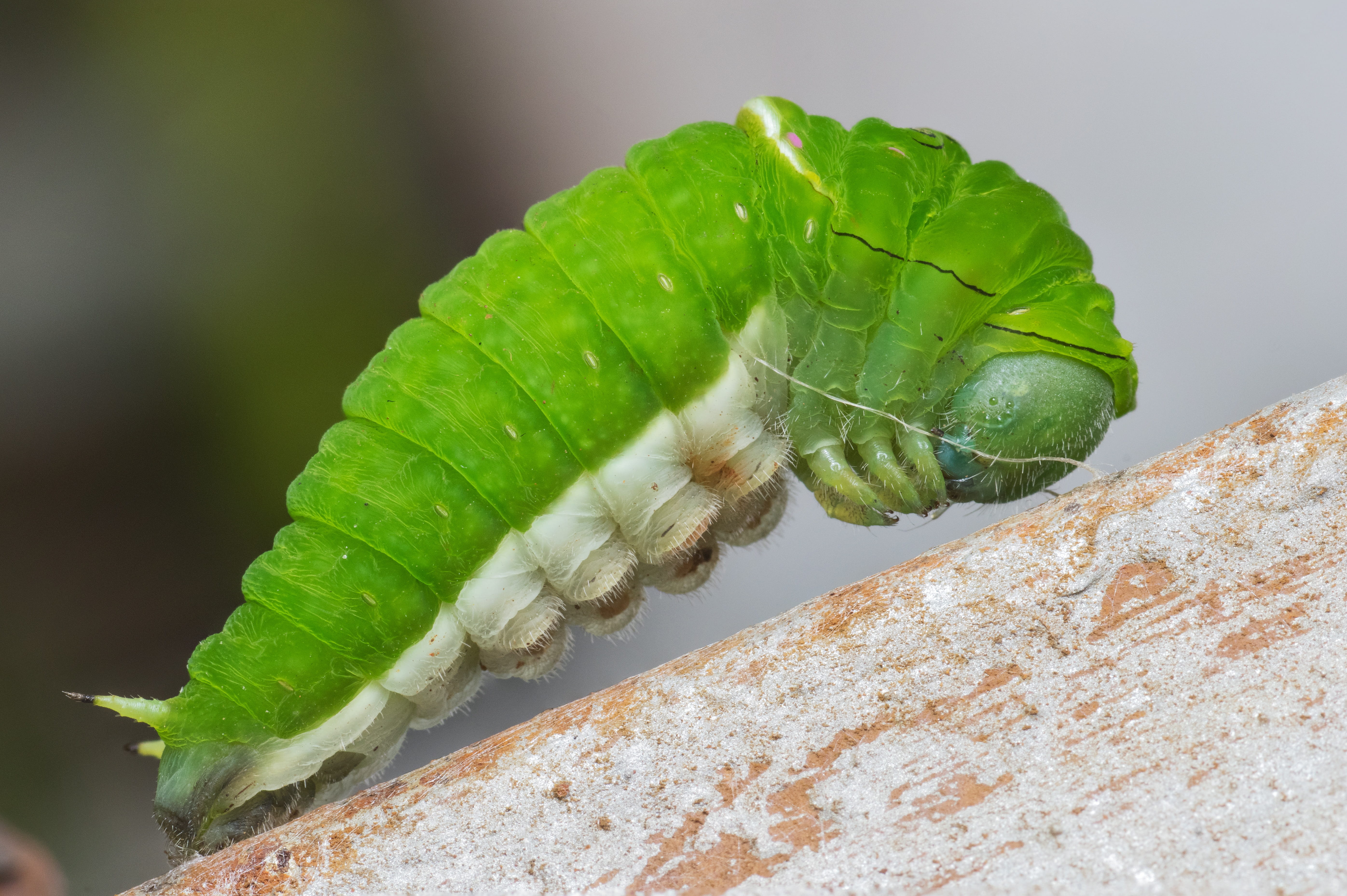 day, invertebrate, 5K, animal, animals in the wild, pupa, no people, animal themes, metamorphosis, insect, close-up, selective focus, bug, Nature, green, HD Wallpaper