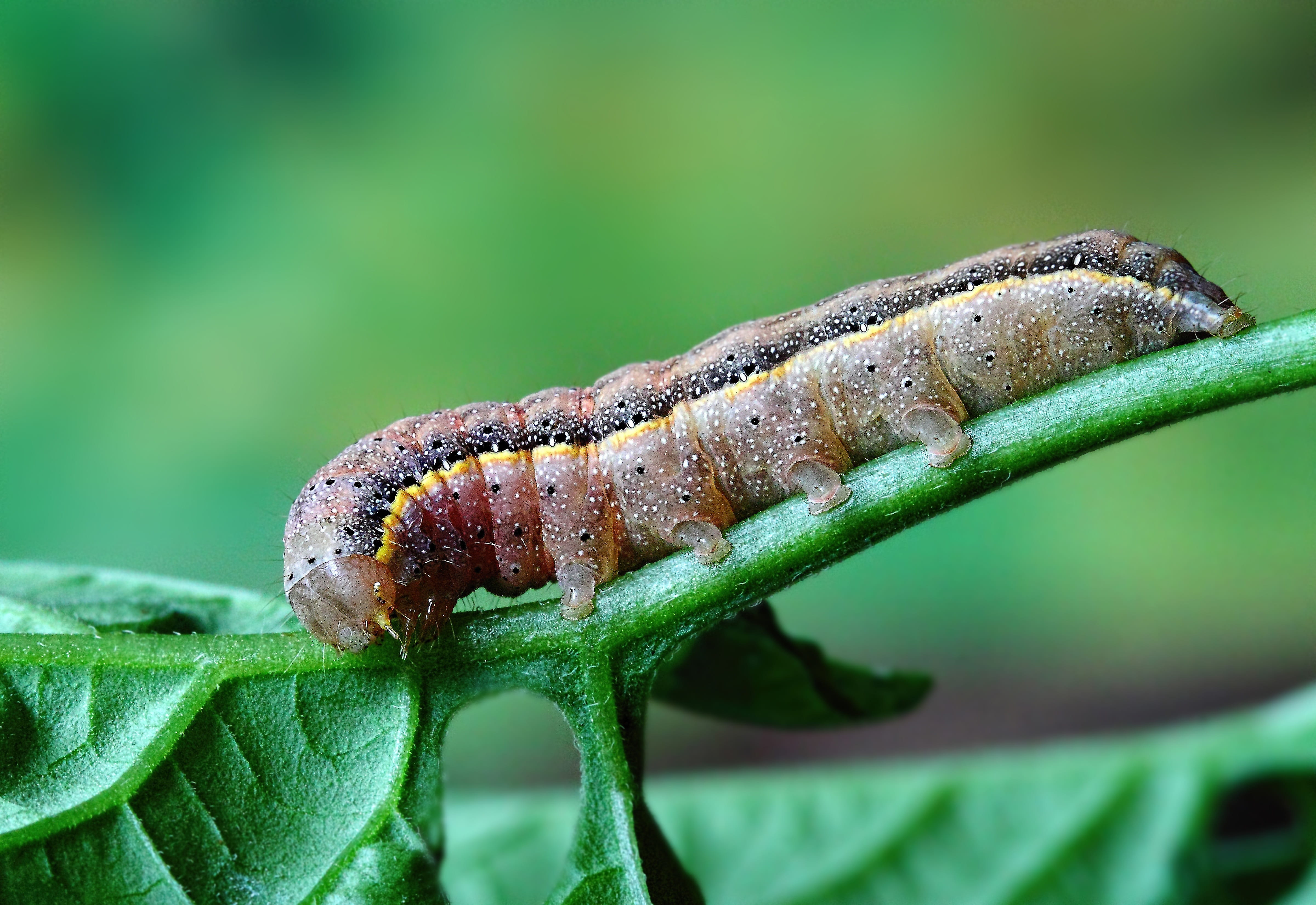 wild, plant part, day, insect, no people, invertebrate, metamorphosis, animals in the wild, pattern, animal wildlife, leaf, green color, animal themes, HD Wallpaper