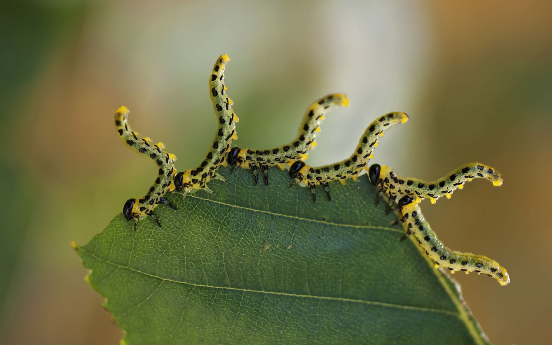 plant, caterpillar, plant part, animal, yellow, backgrounds, biology, focus on foreground, leaf, animal wildlife, summer, 1080P, six, larva, day, animals In The Wild, HD Wallpaper