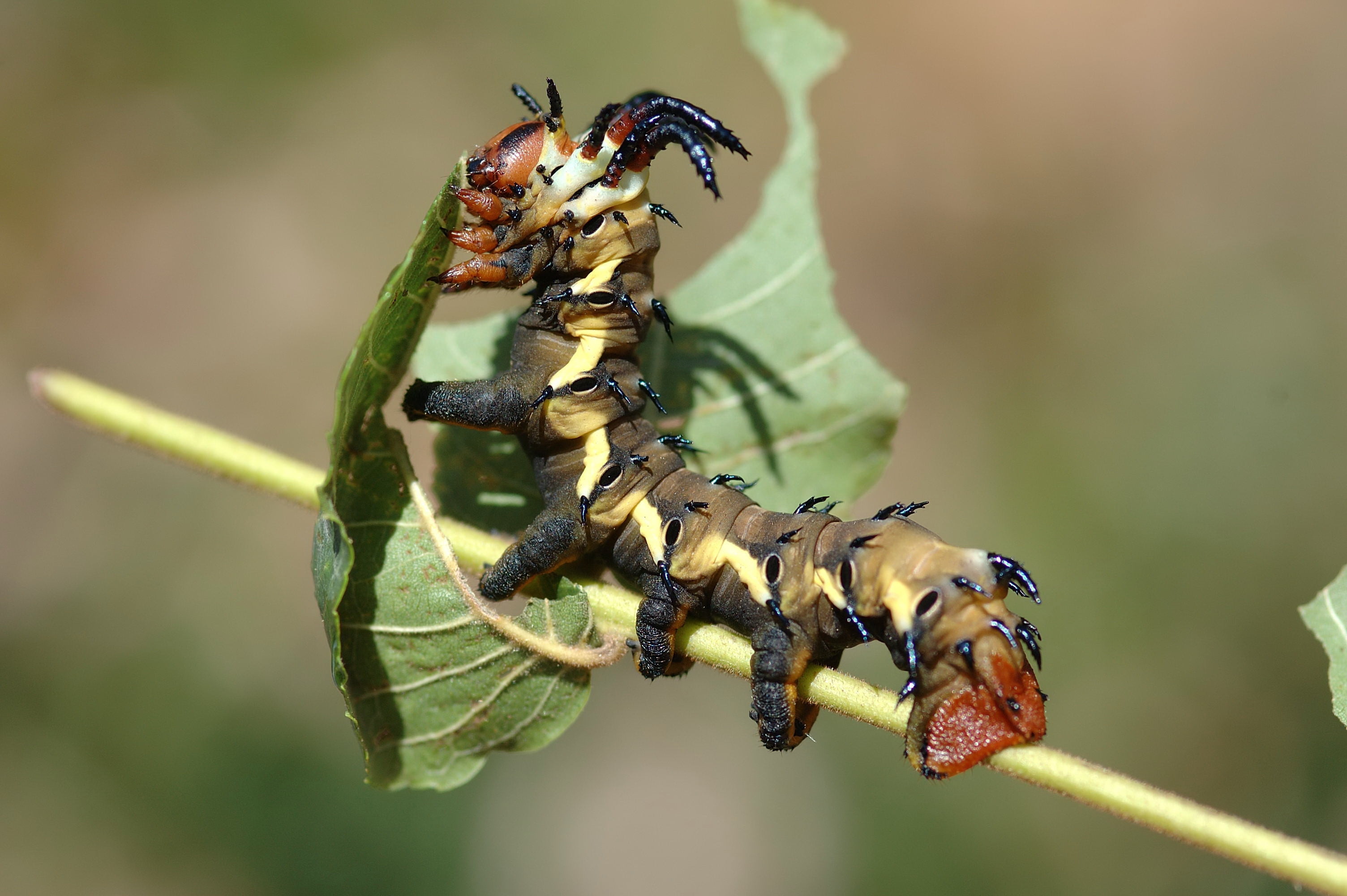 alexandrae, caterpillar, animal, close-up, carnivore, insects, leaves, small, arthropod, ant, wildlife, worm, macro, outdoors, invertebrate, cocoon, one animal, HD Wallpaper