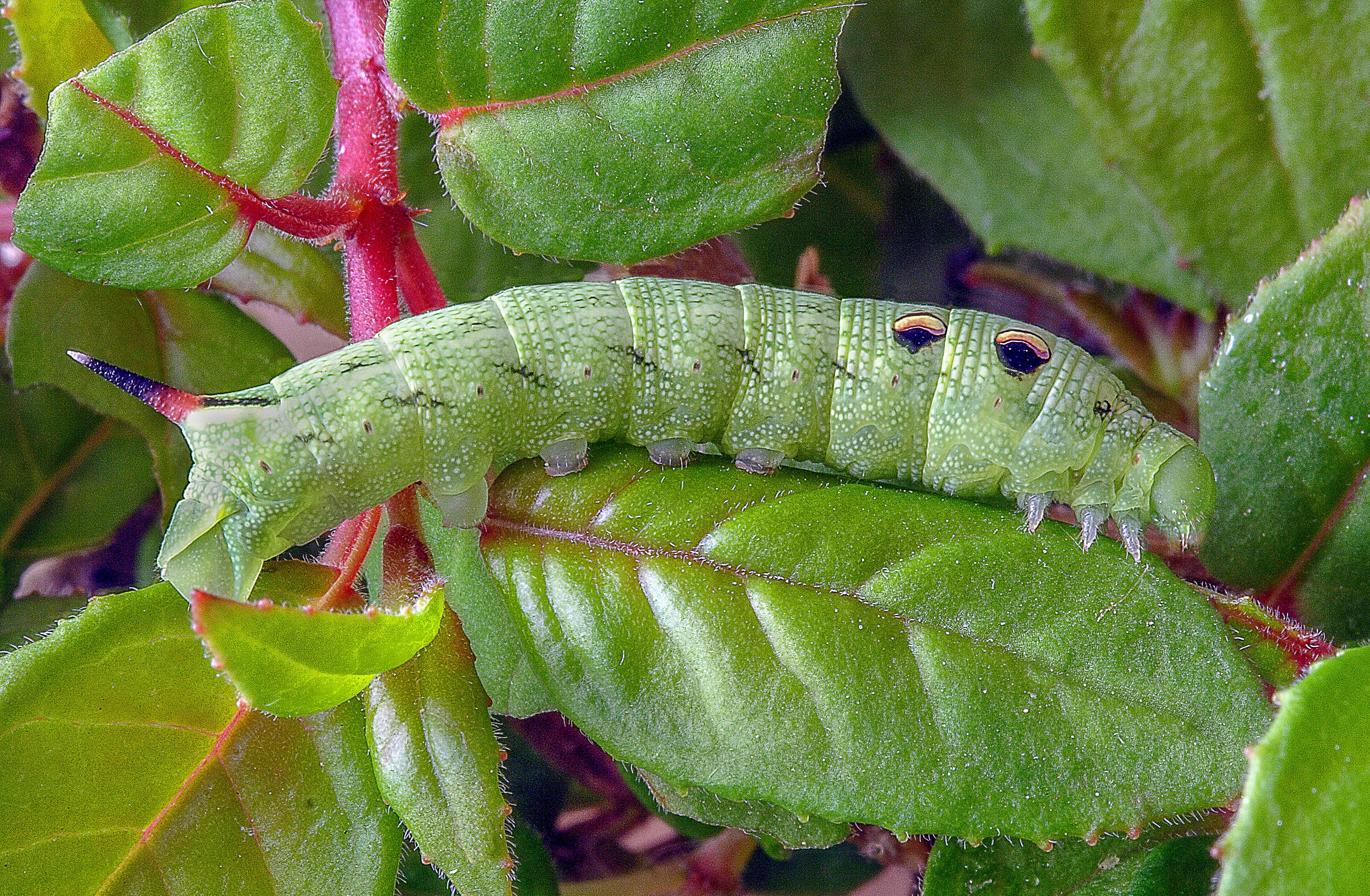 animals in the wild, fauna, animal, lepidoptera, entomology, one animal, invertebrate, leaf, nature, growth, animal themes, moth, close-up, day, spring, HD Wallpaper