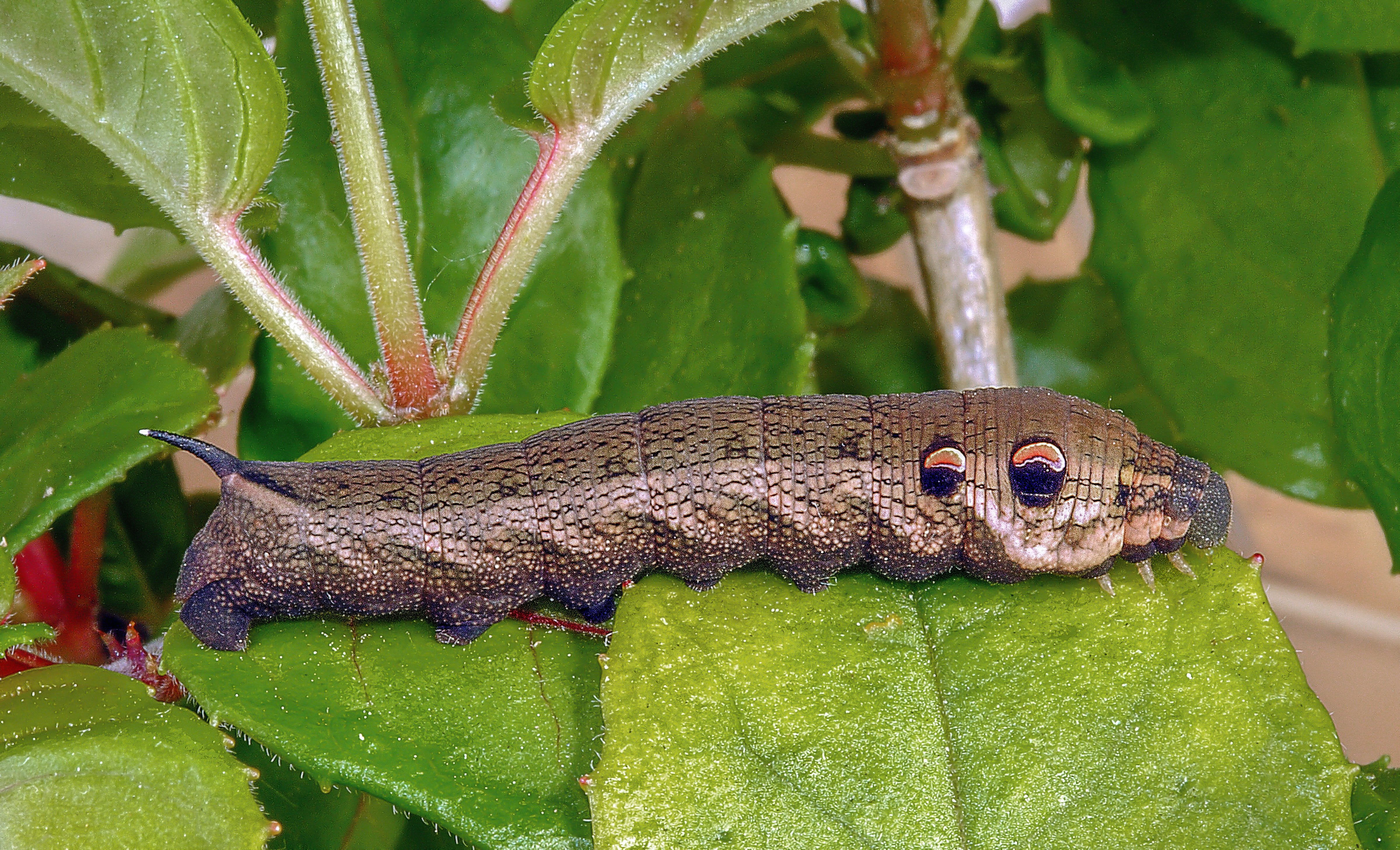 plant part, water, lepidoptera, animal wildlife, transformation, invertebrate, vertebrate, elephant-hawk-moth, animal themes, animals in the wild, green color, HD Wallpaper