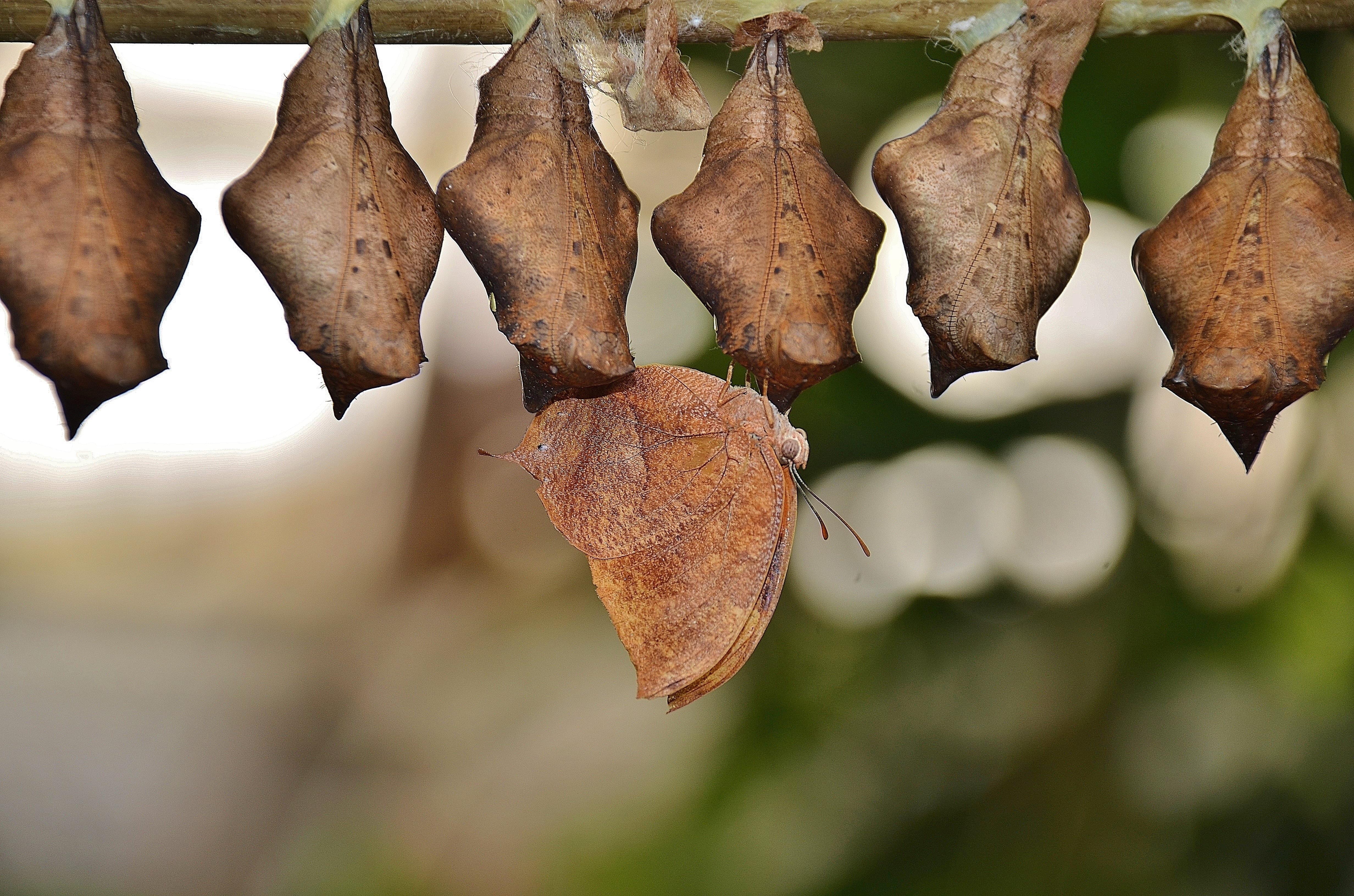 cocoons, larvae, growth, macro, focus on foreground, day, brown, dry, wellbeing, parides iphidamas, 4K, papilionidae, larva, food, hanging, tree, plant, HD Wallpaper