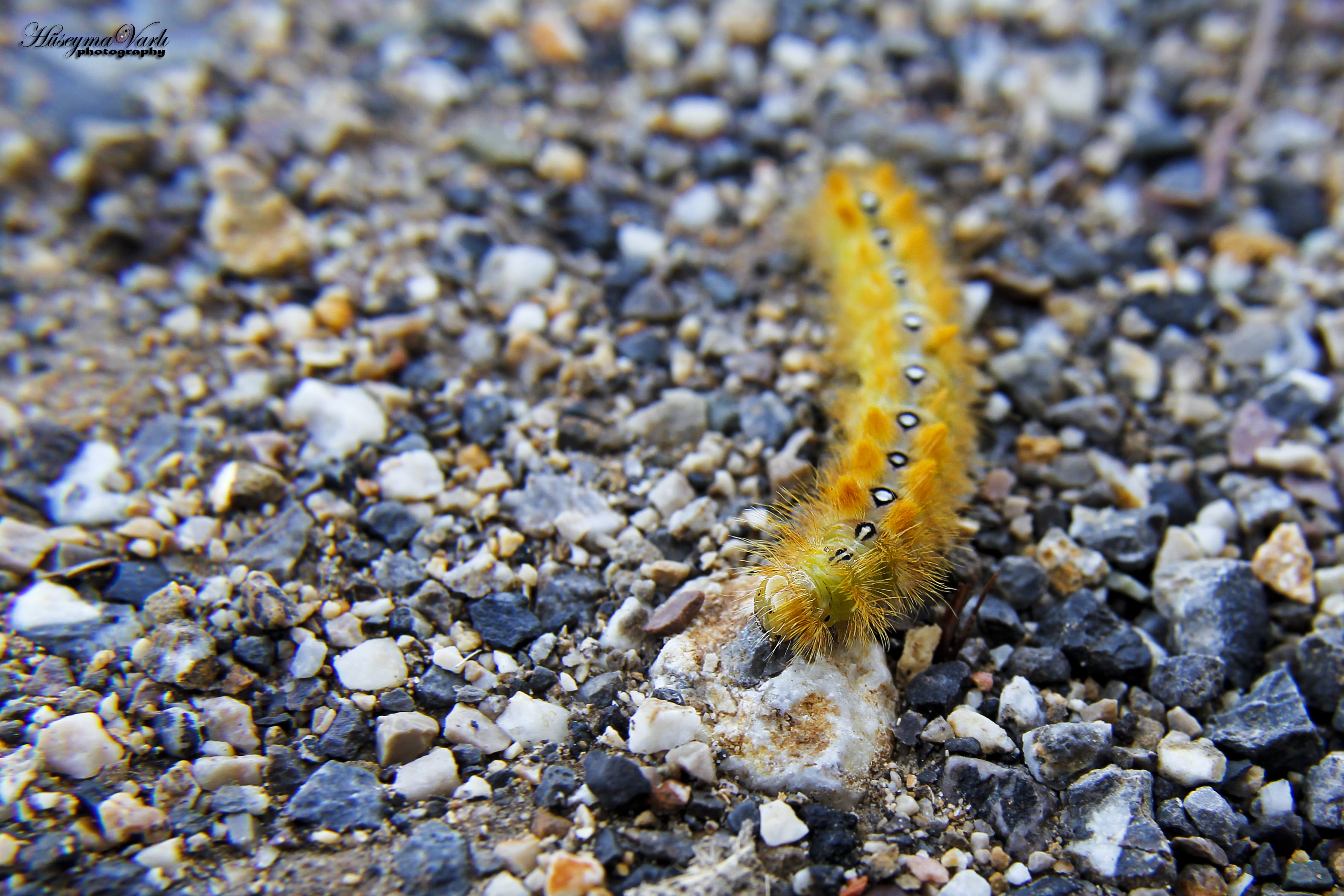environment, land, color, caterpillar, animal themes, 2K, pebble, day, invertebrate, stone - object, selective focus, animals in the wild, slug, outdoors, HD Wallpaper
