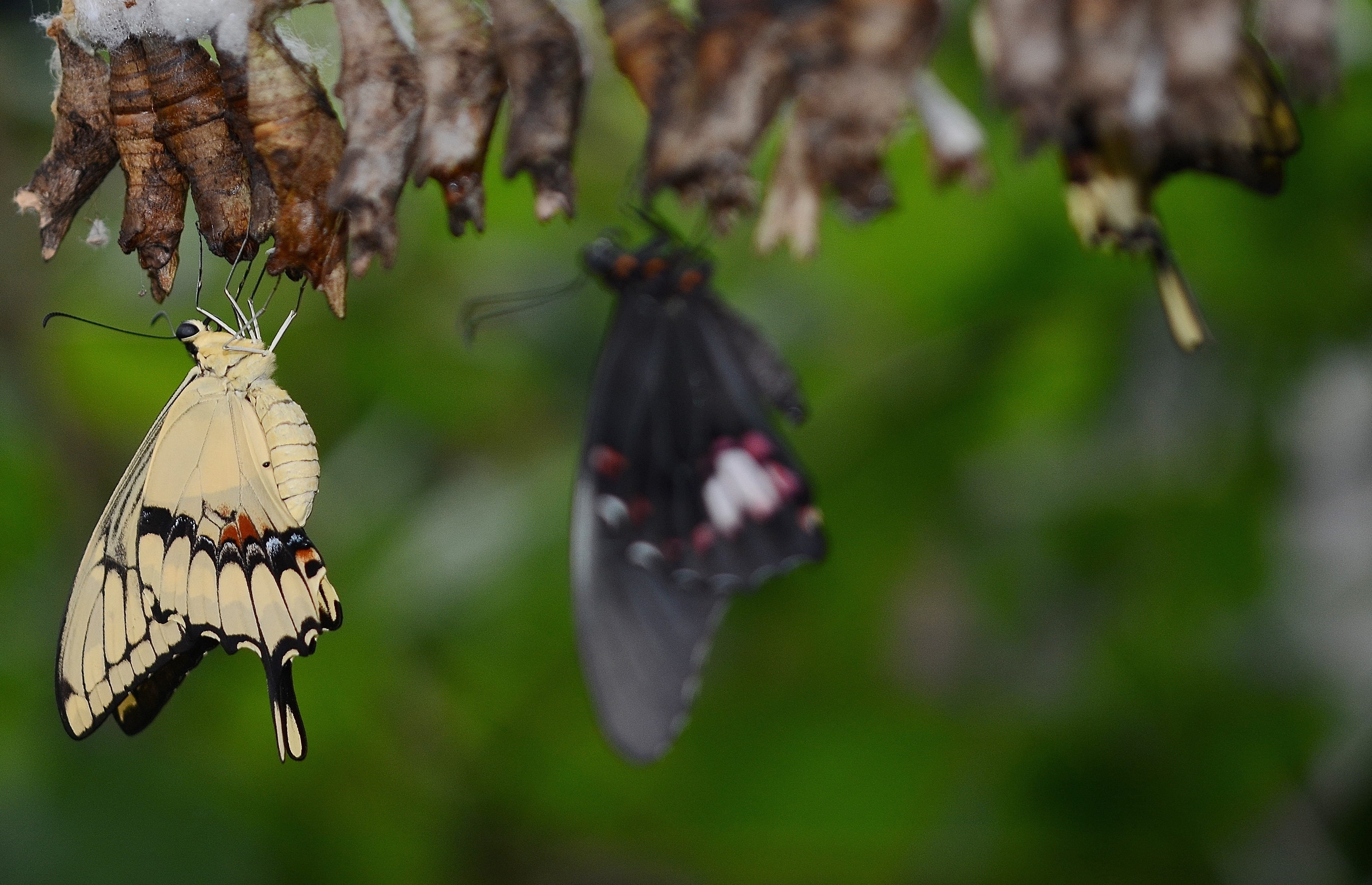 macro, insect larvae, flower head, swallowtail butterfly, butterfly - insect, animal themes, nature, perching, hanging, animal wing, no people, butterflies, HD Wallpaper