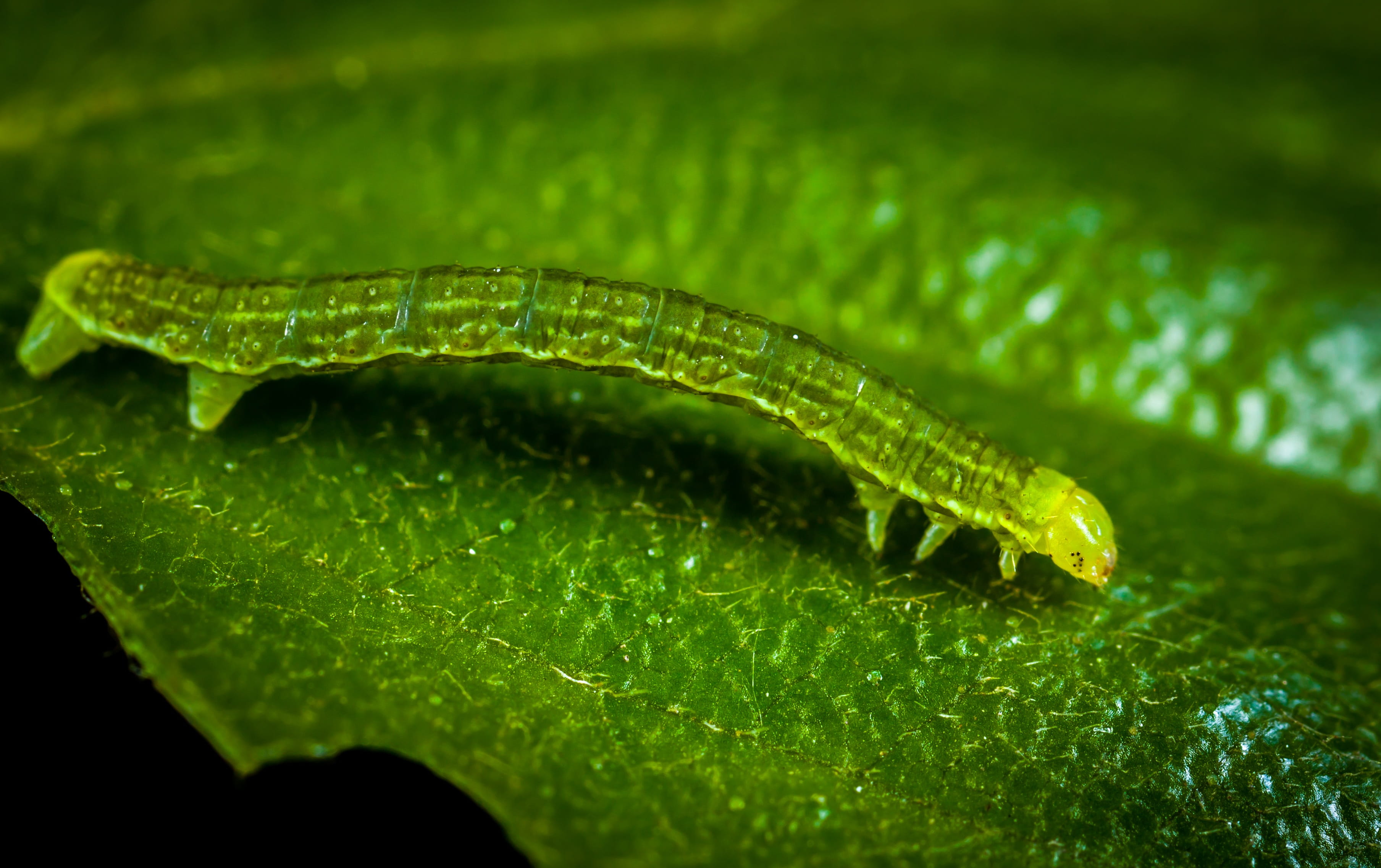 water, vertebrate, freshness, nature, macro, poisonous, vegetable, insect, sheet, animal wildlife, animals in the wild, 2K, no people, one animal, invertebrate, HD Wallpaper
