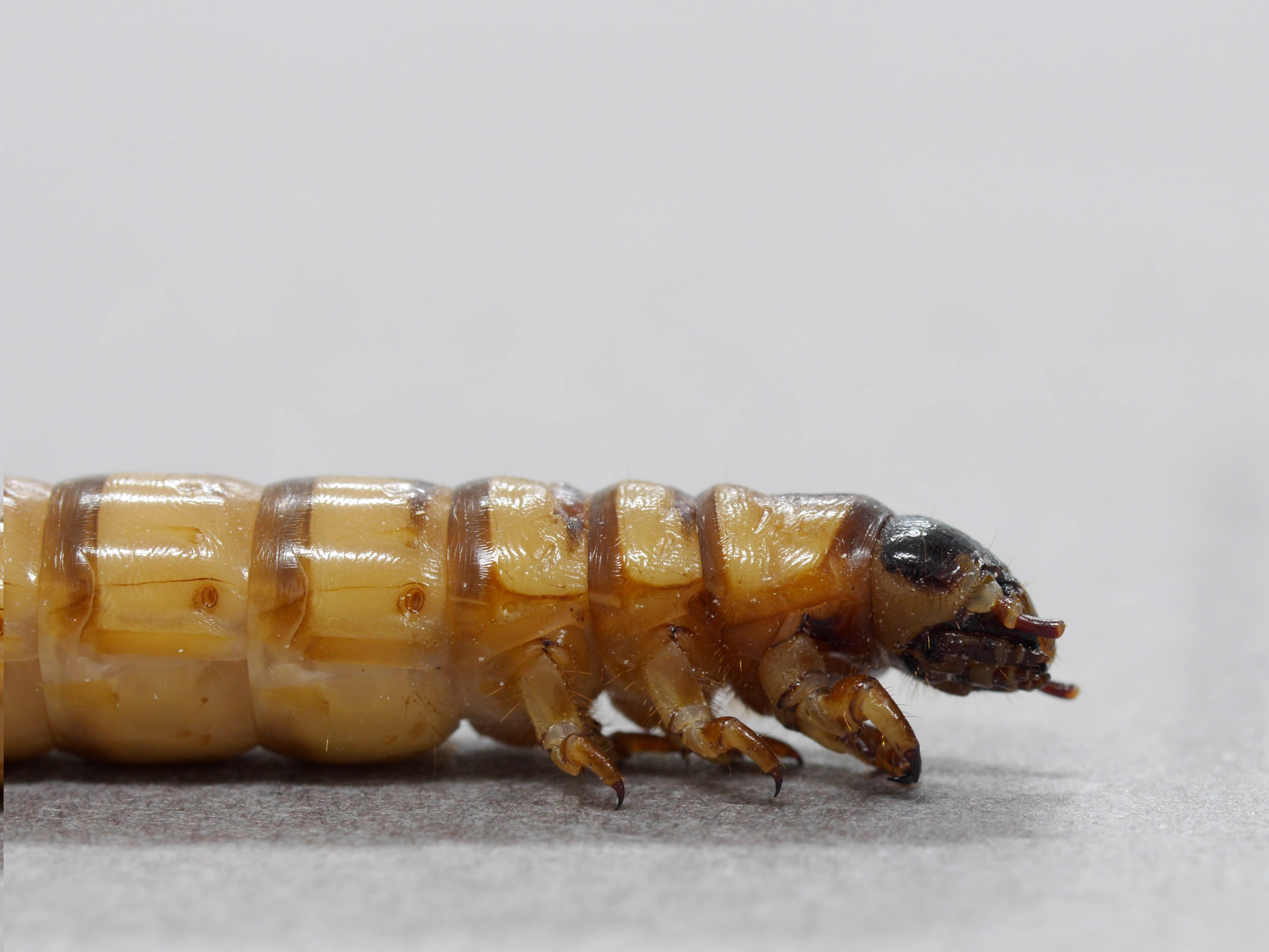 2K, animals in the wild, marine, creature, close-up, larva, copy space, macro, single object, cut out, animal, insect, studio shot, one animal, full length, HD Wallpaper