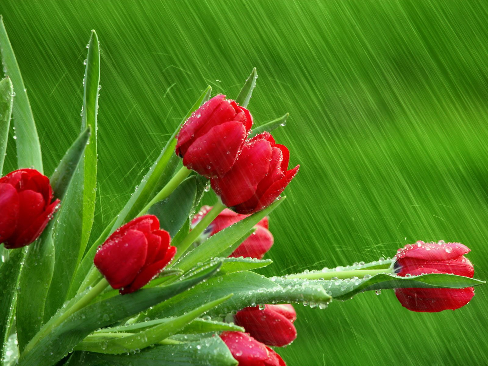 showers, 720P, april, HD Wallpaper