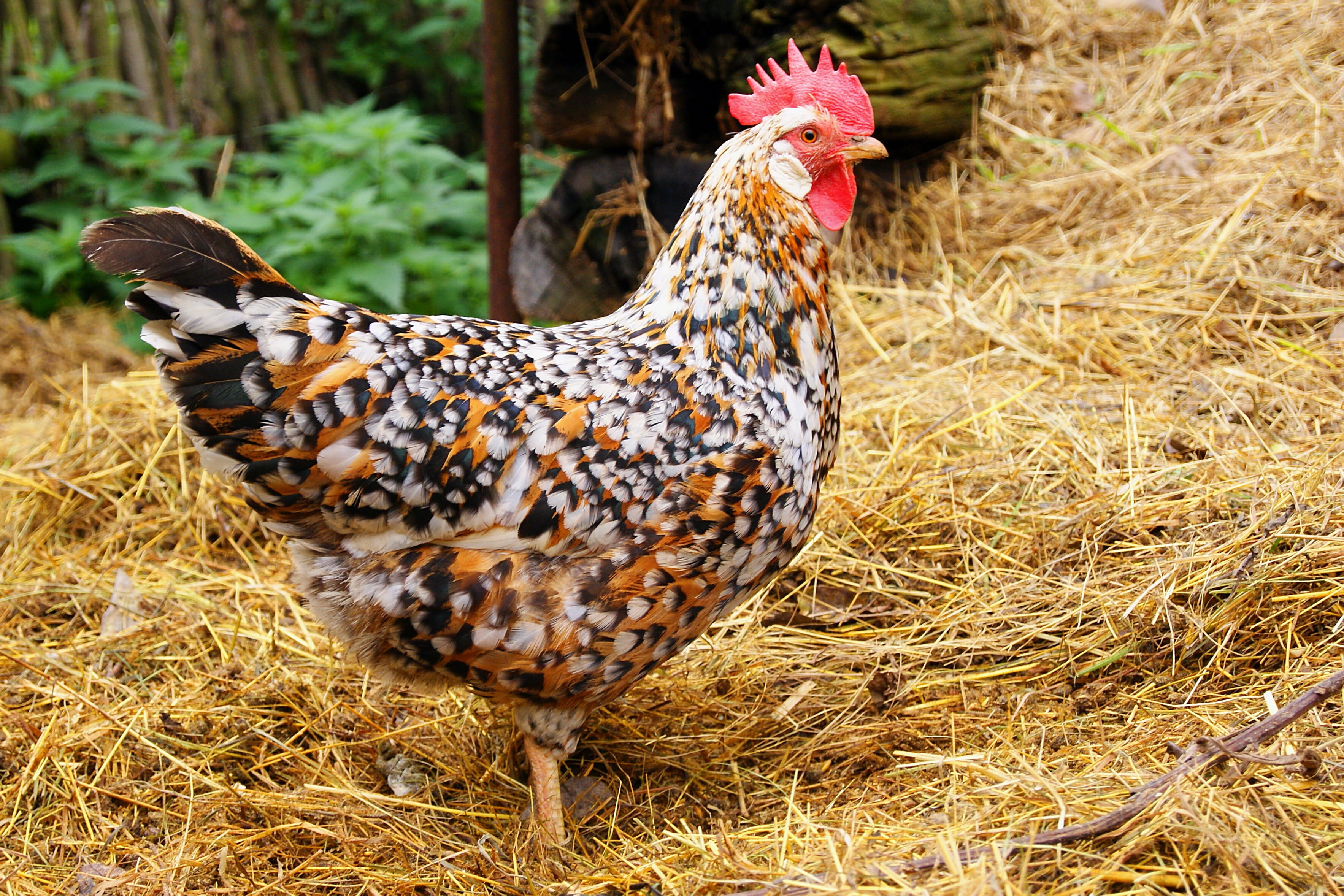 no people, animal themes, animal, field, 2K, chicken, livestock, feather, plant, bird, pets, hen, domestic, farm, domestic animals, side view, chicken - bird, HD Wallpaper