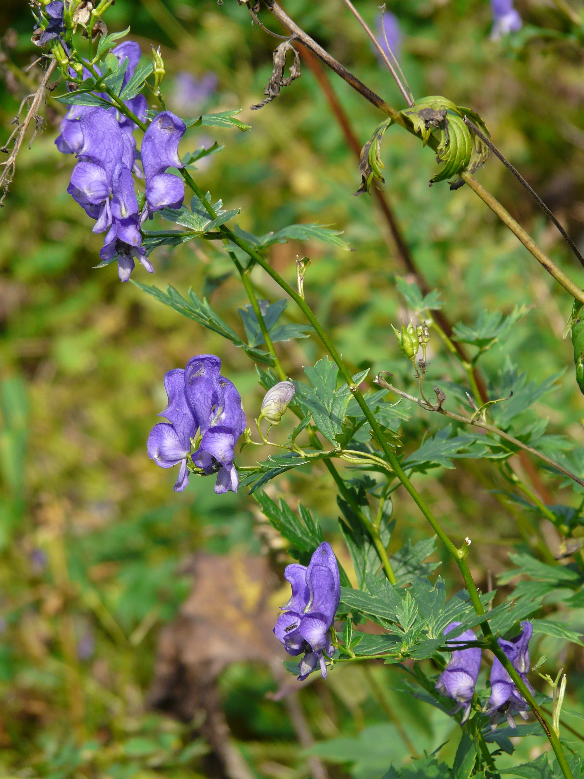 blue violet, flower head, alpine flower, no people, monk hat, inflorescence, nature, fragility, beauty in nature, alpine plant, wuergling, ranunculaceae, Phone HD Wallpaper