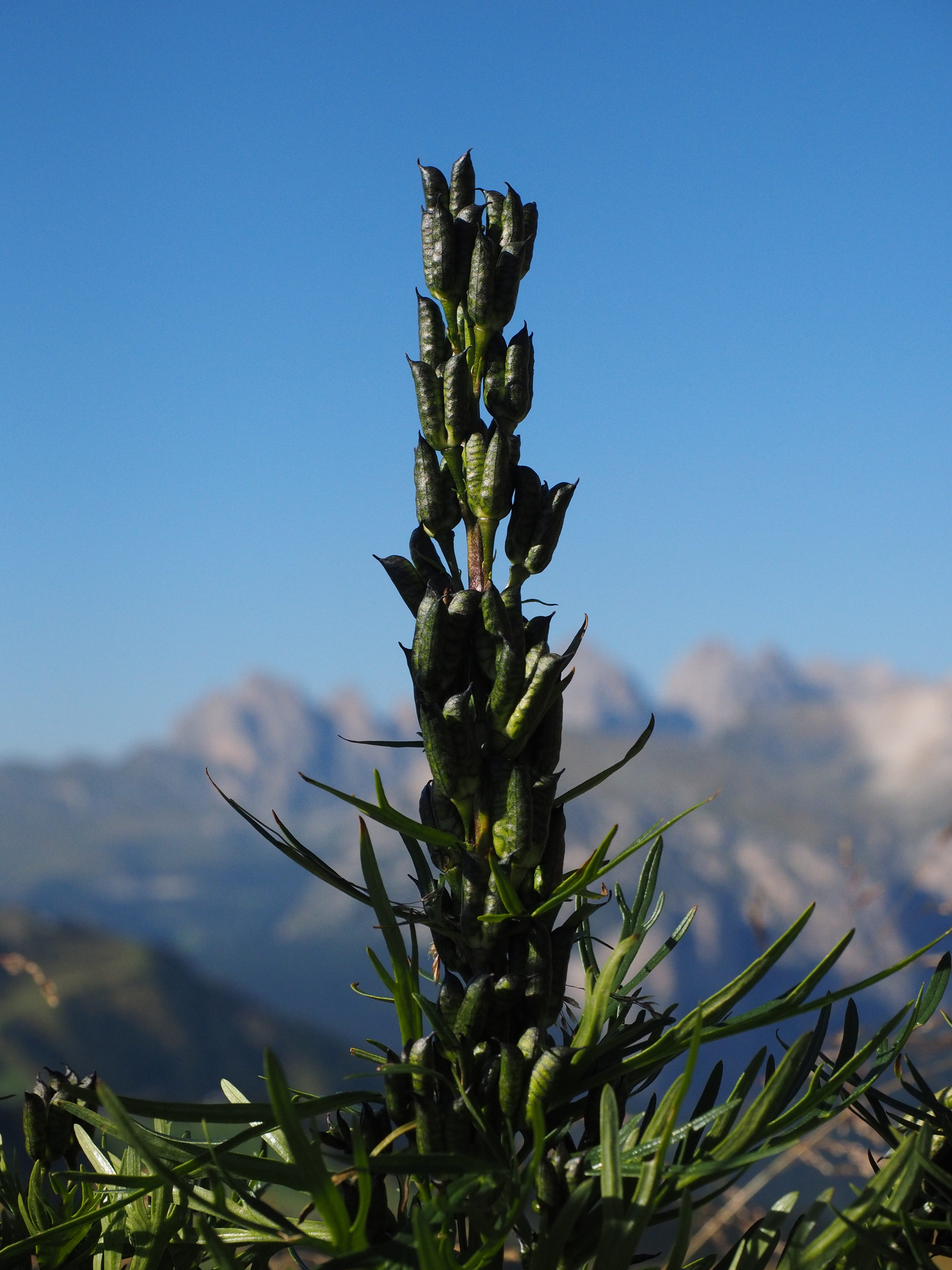 4K, field, aconite, medicinal plant, venus carriage, blue, close-up, riding cap, landscape, aconitum napellus, venus car, land, no people, clear sky, day, Phone HD Wallpaper